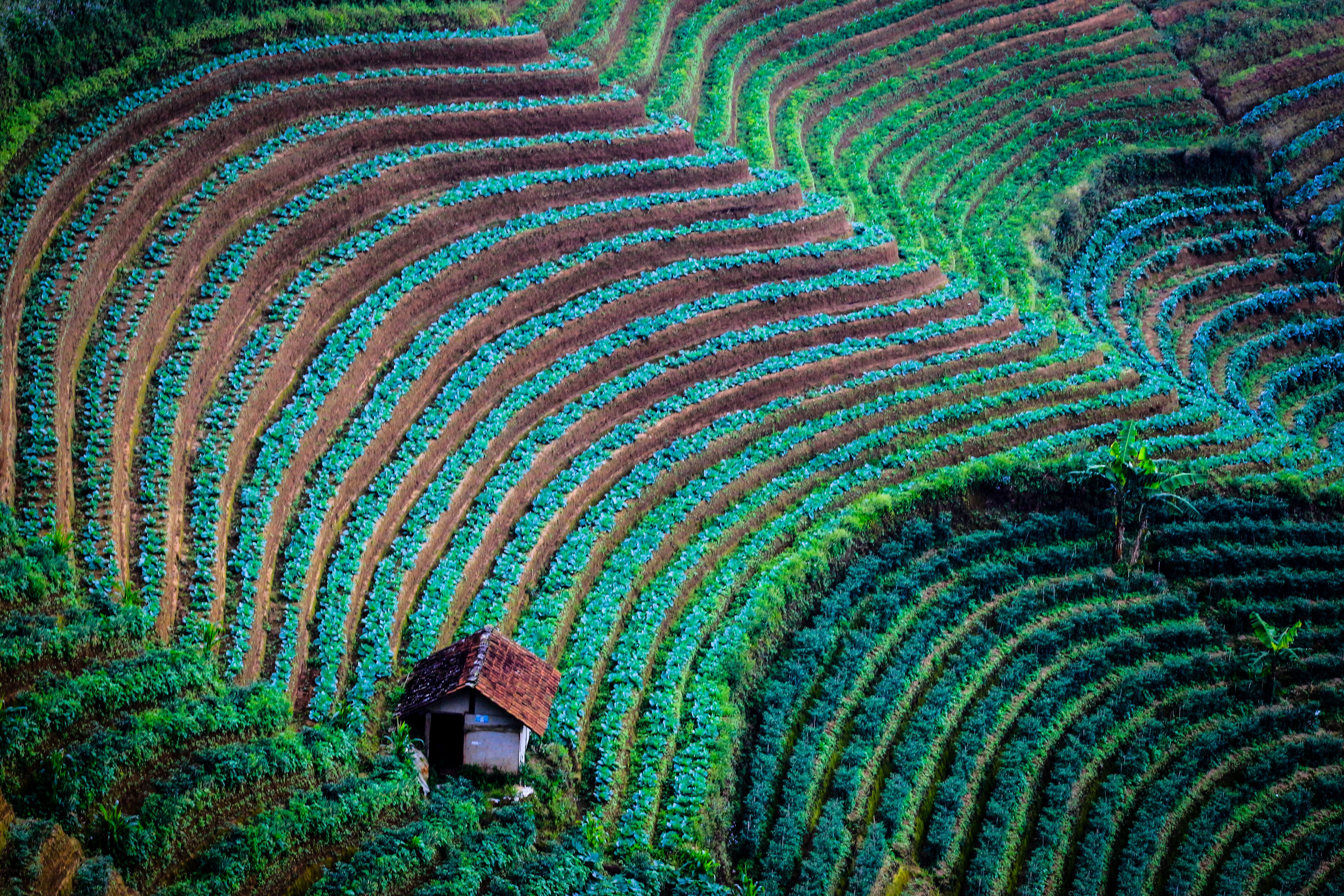 Vibrant terraced fields with a small hut in Majalengka, West Java, showcasing agricultural beauty.