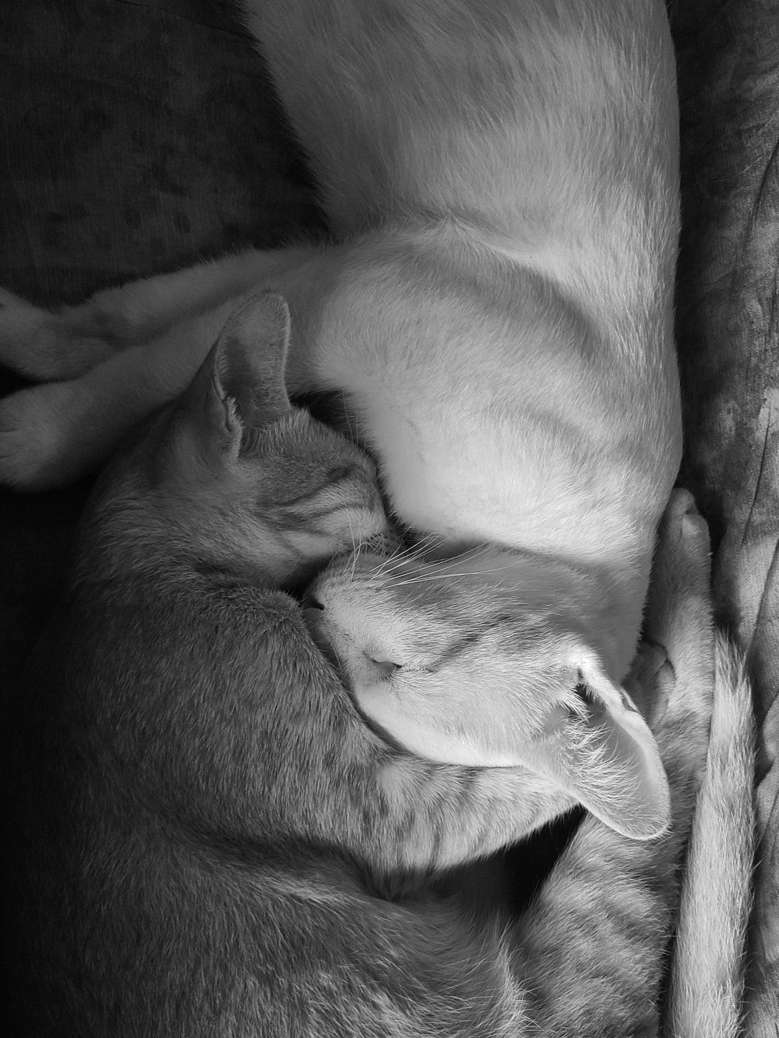 For The Love Of Cats