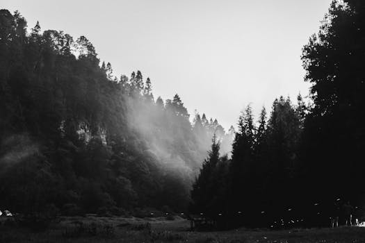 Black and white misty forest landscape captured in Amecameca, State of Mexico.