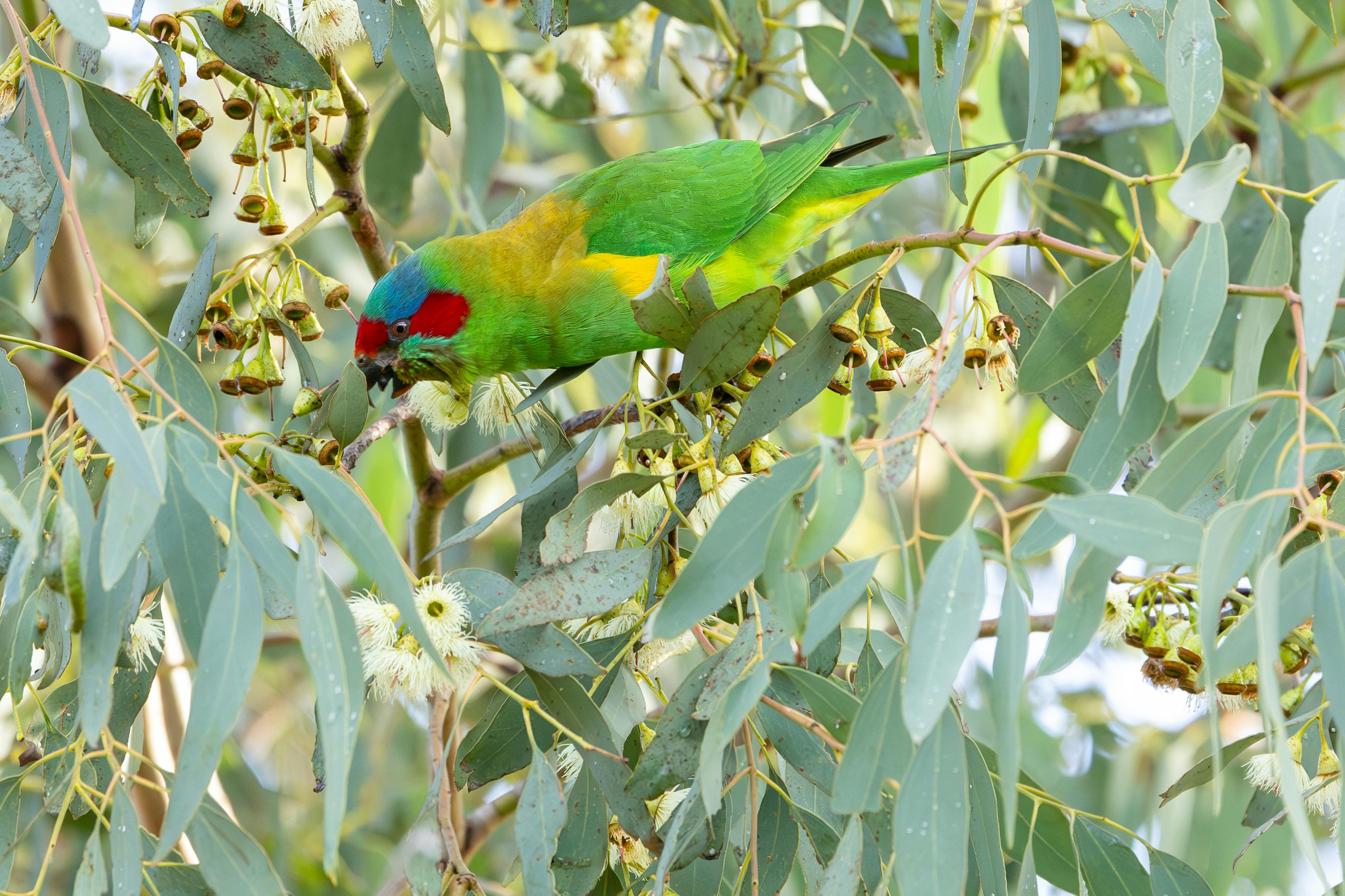 Ecological Challenges Faced by Native Species