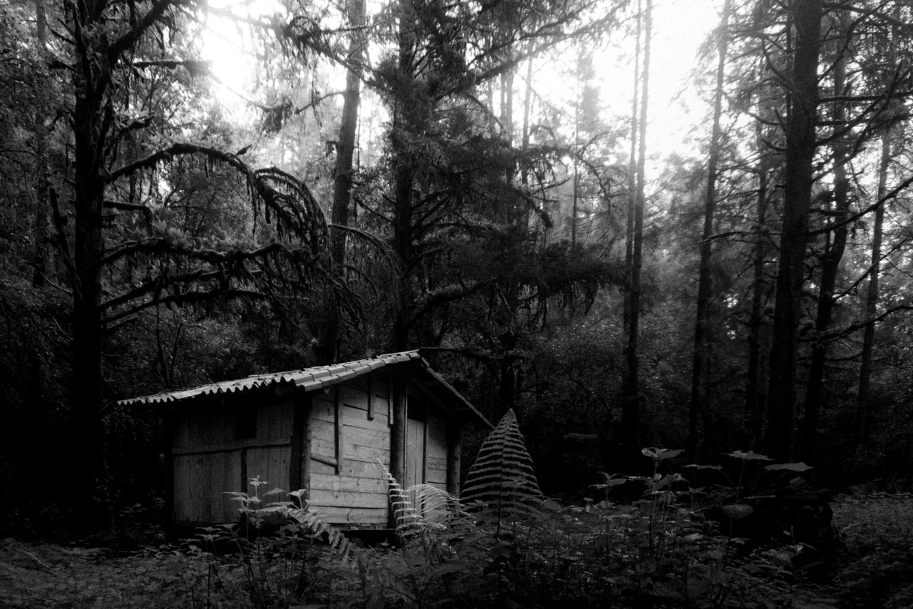 moody black and white shot of a rustic cabin surrounded by dense trees