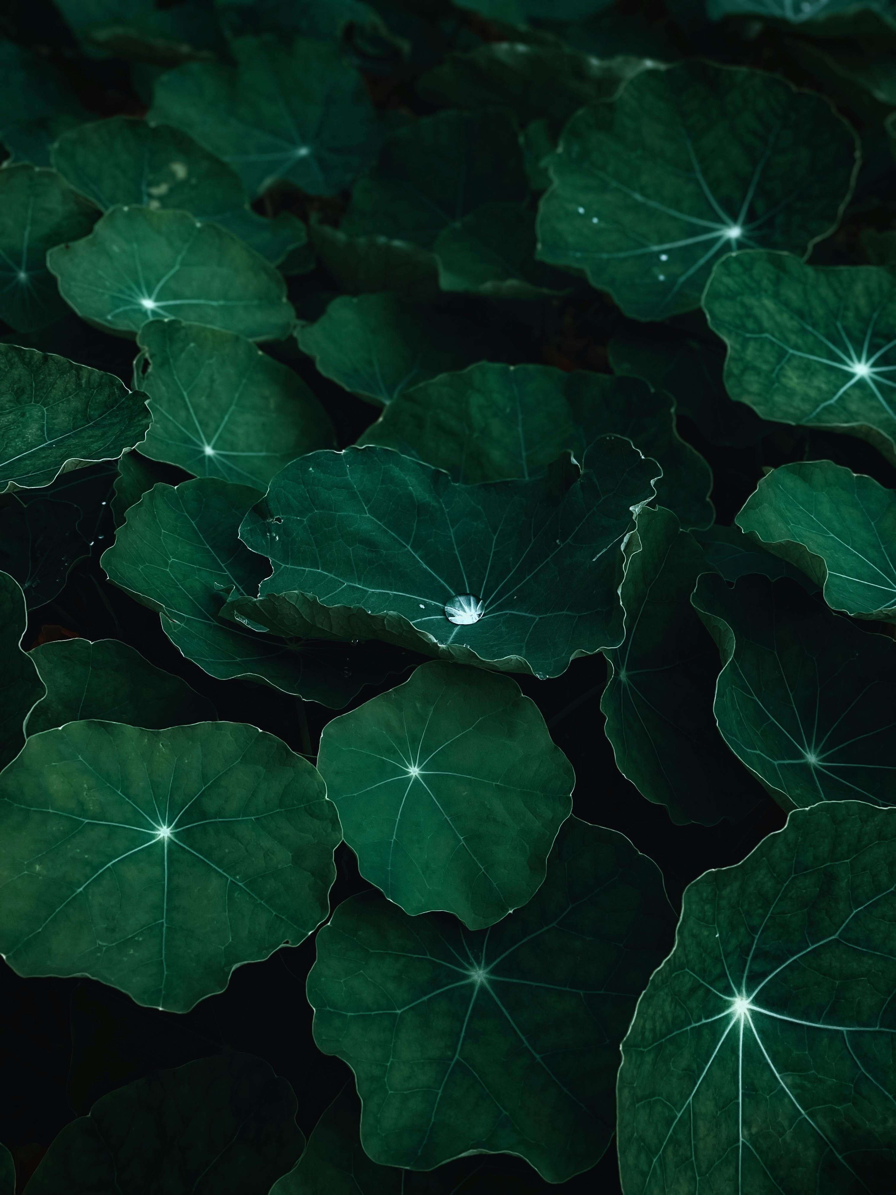 An aerial view of vibrant nasturtium leaves accented with raindrops, creating a serene natural pattern.
