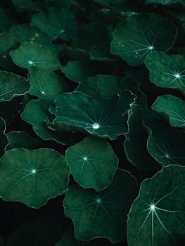 An aerial view of vibrant nasturtium leaves accented with raindrops, creating a serene natural pattern.
