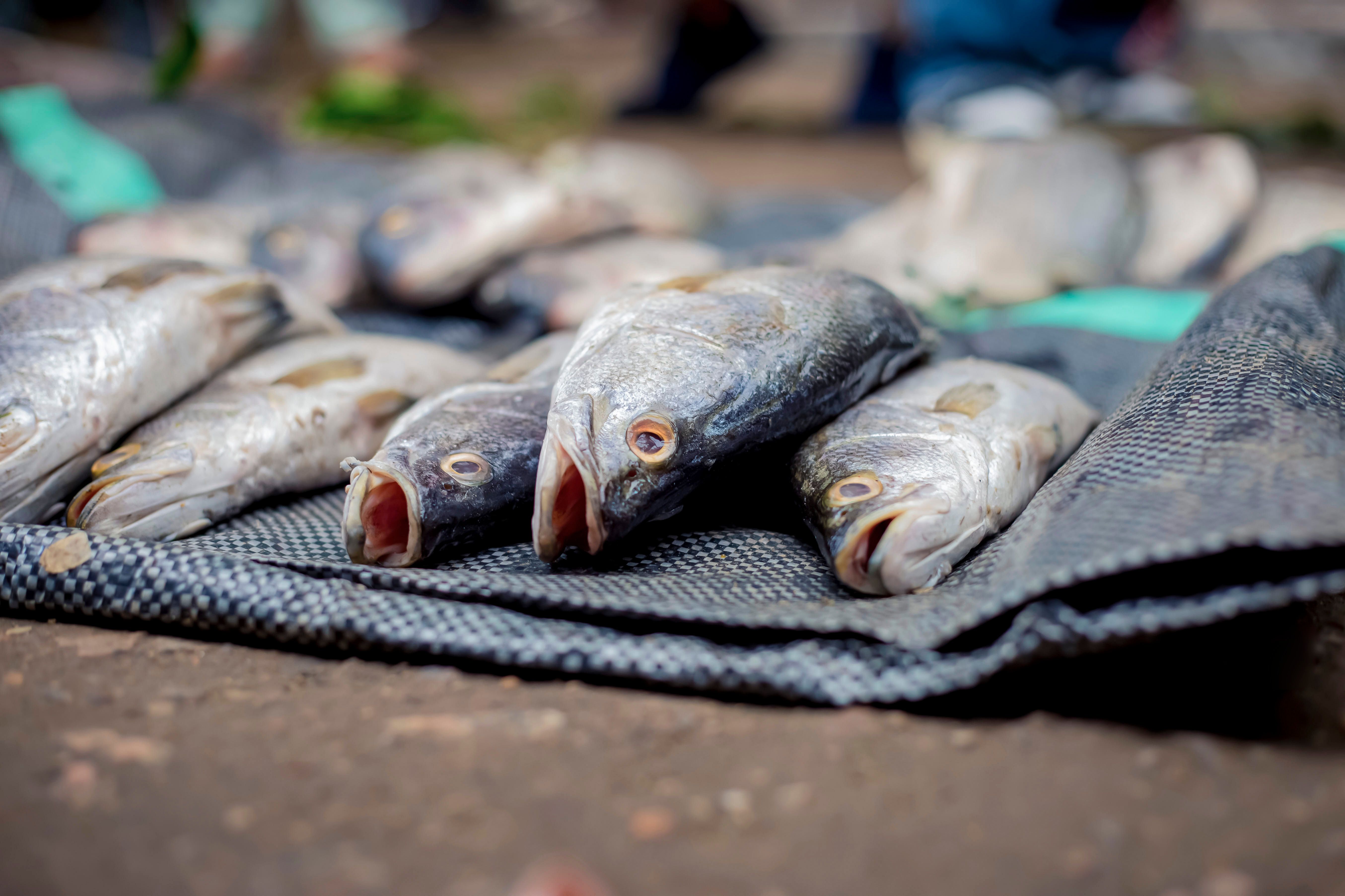 Fresh street food in Ho, Ghana, with eggs and fish prominently displayed, bright colors