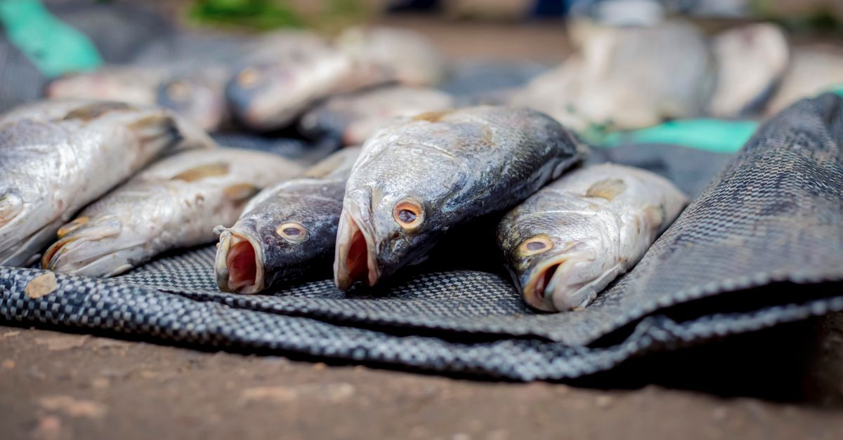 Fresh street food in Ho, Ghana, with eggs and fish prominently displayed, bright colors