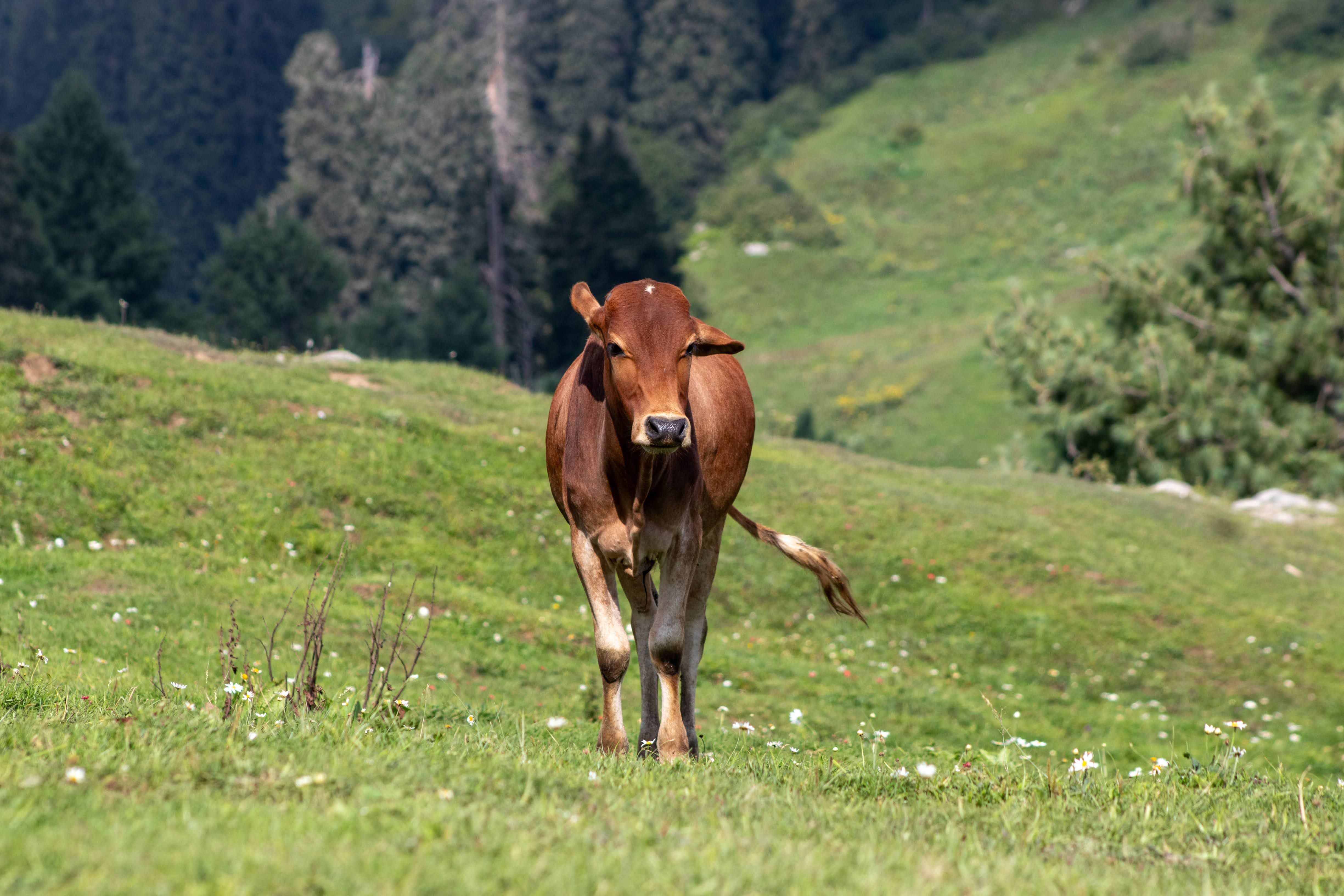 A cow in the field