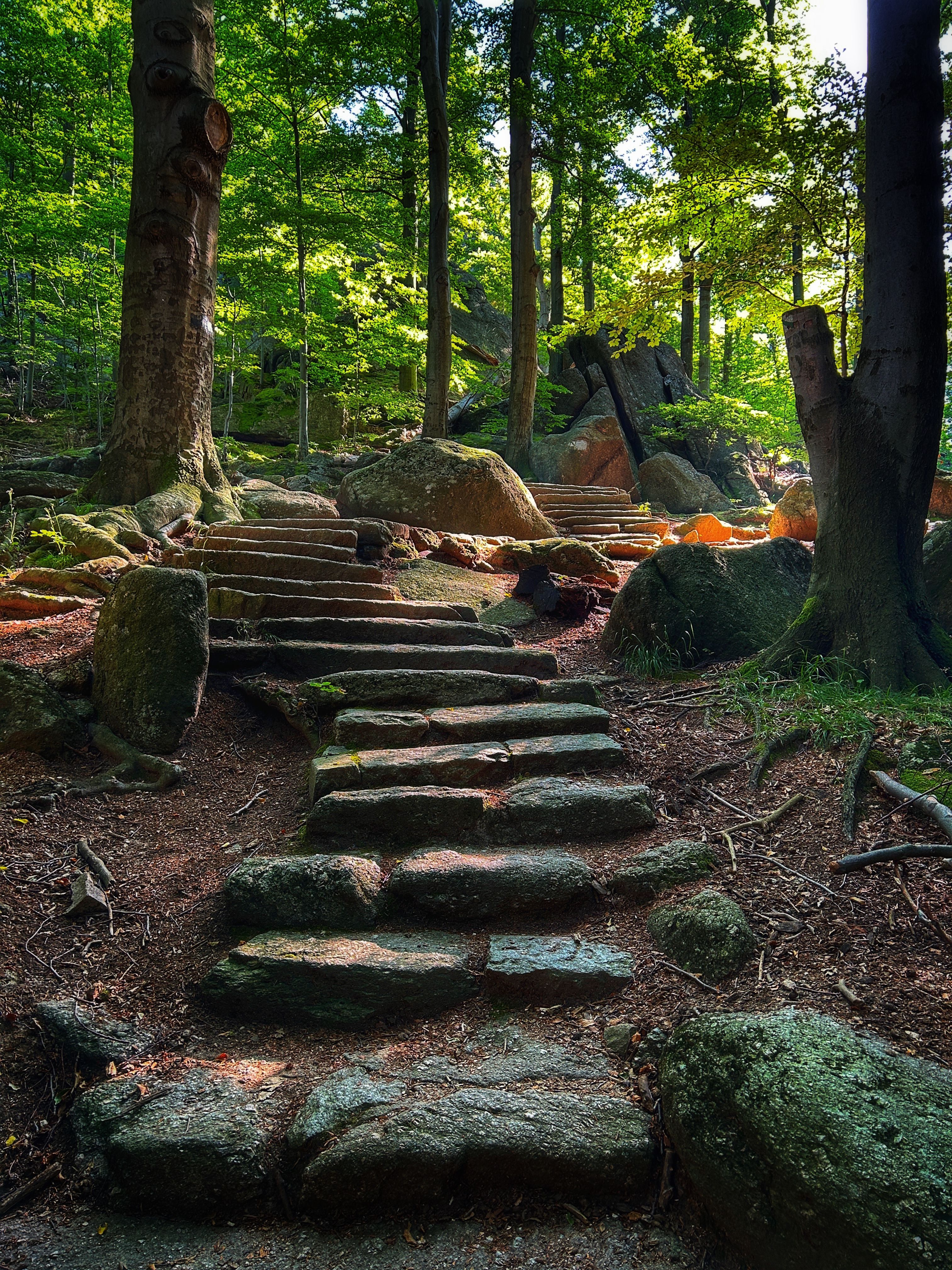 A Stone Pathway in a Forest · Free Stock Photo