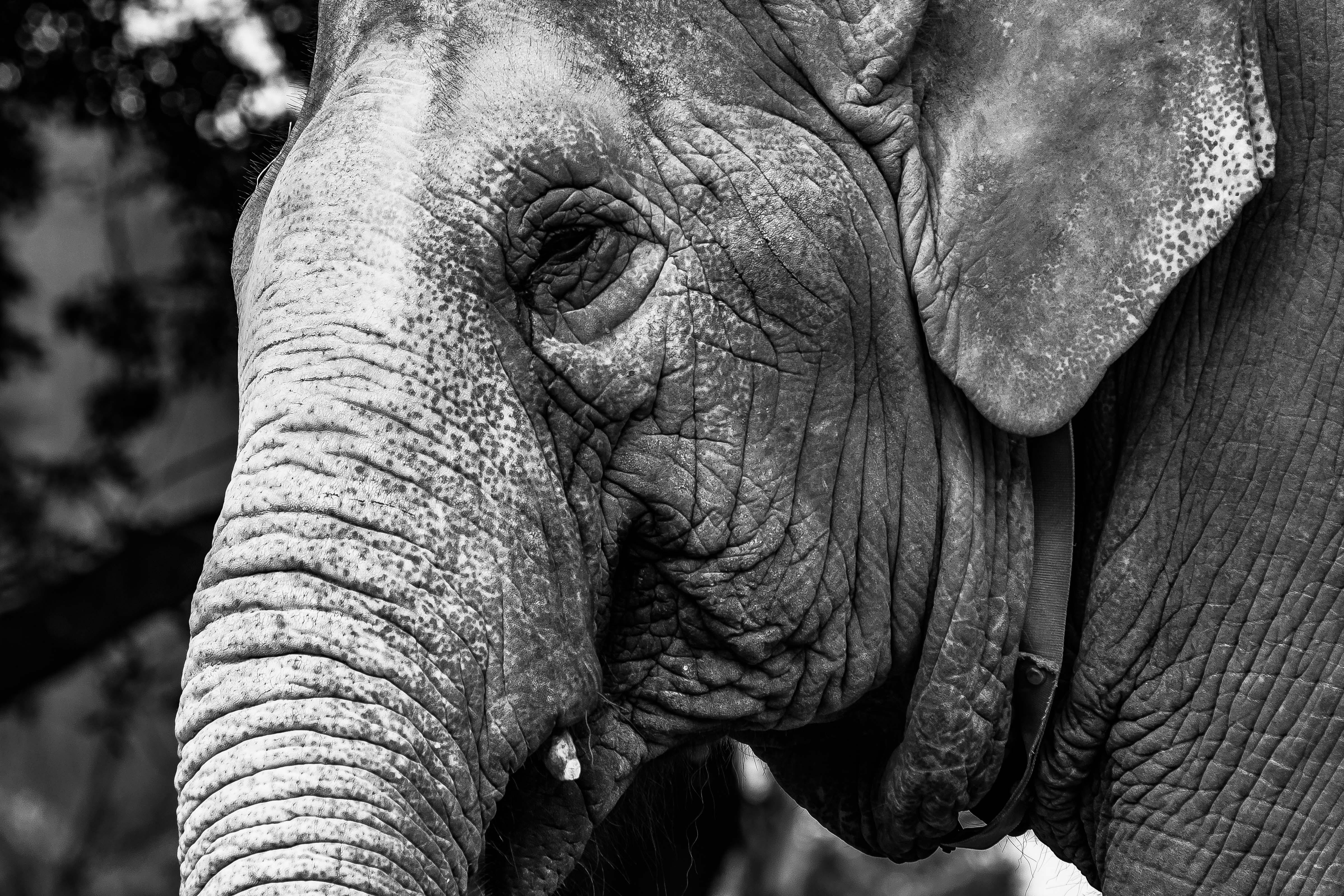 Dramatic black and white close-up of an elephant showcasing its textures and details.