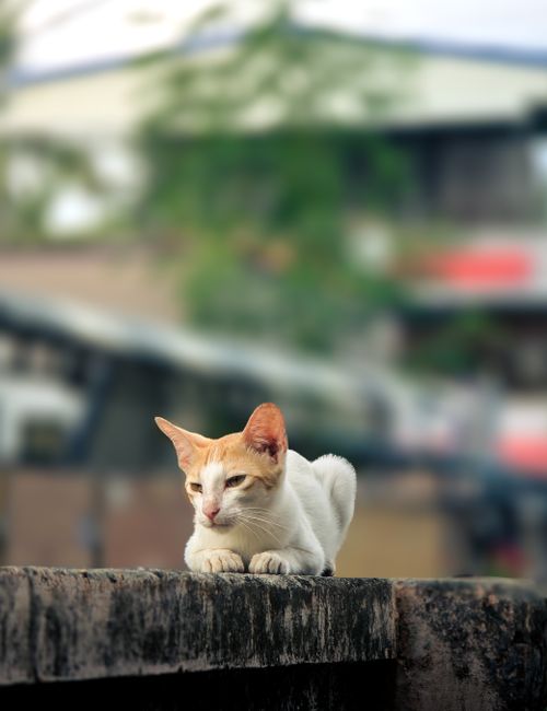 Free A charming white cat with orange ears relaxing outdoors on a wall, embodying curiosity and calmness. Stock Photo