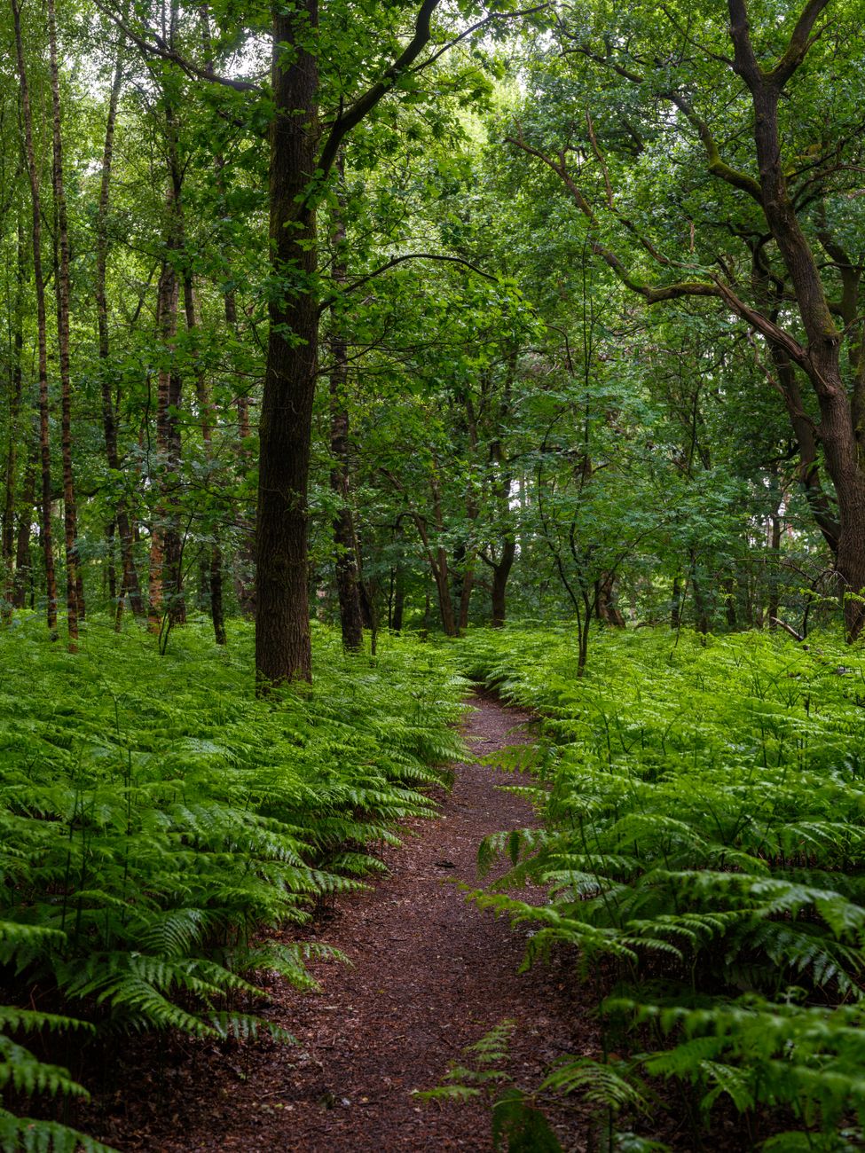 A peaceful woodland path surrounded by green foliage