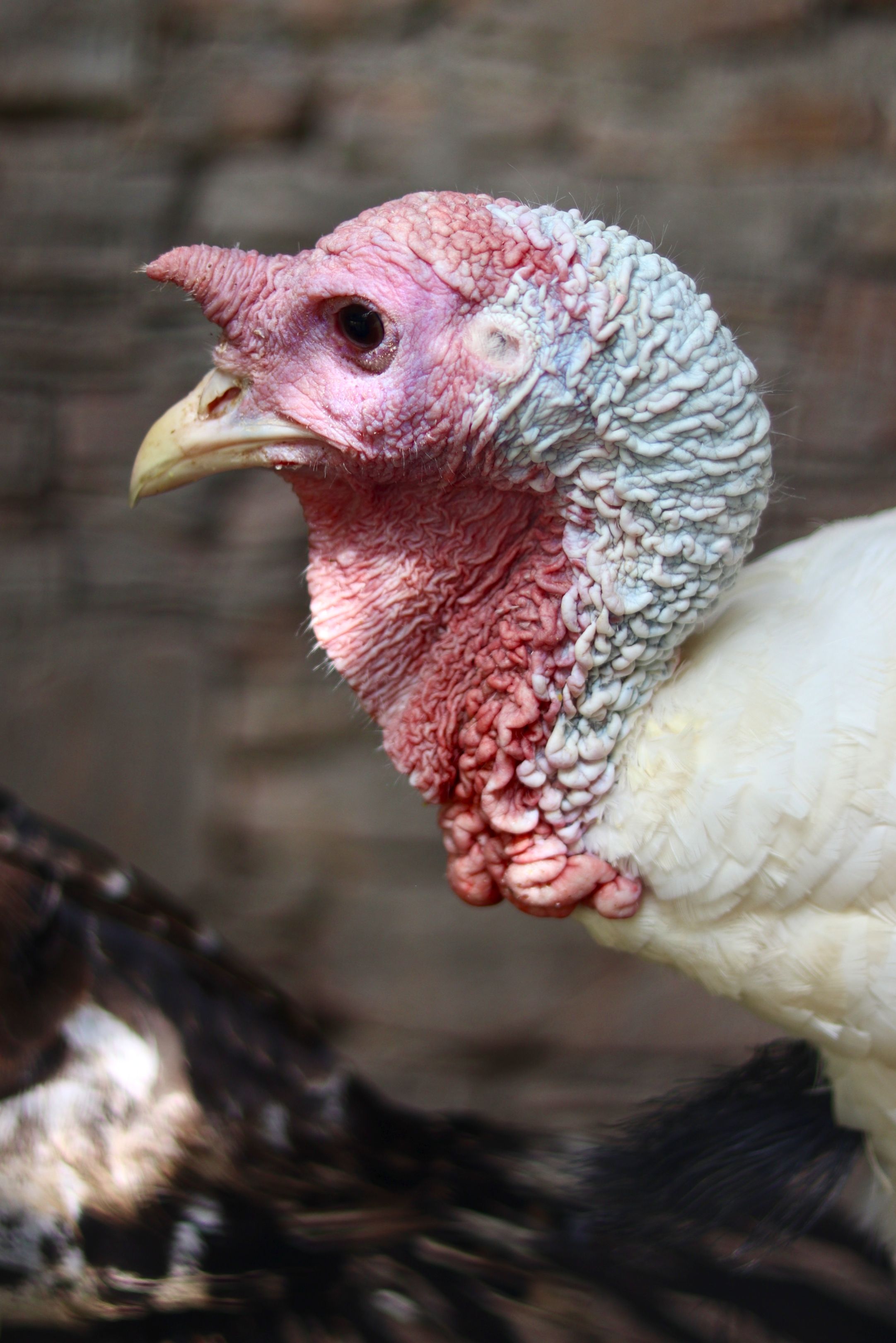Detailed close-up of a domestic turkey bird highlighting its unique features and vibrant colors.