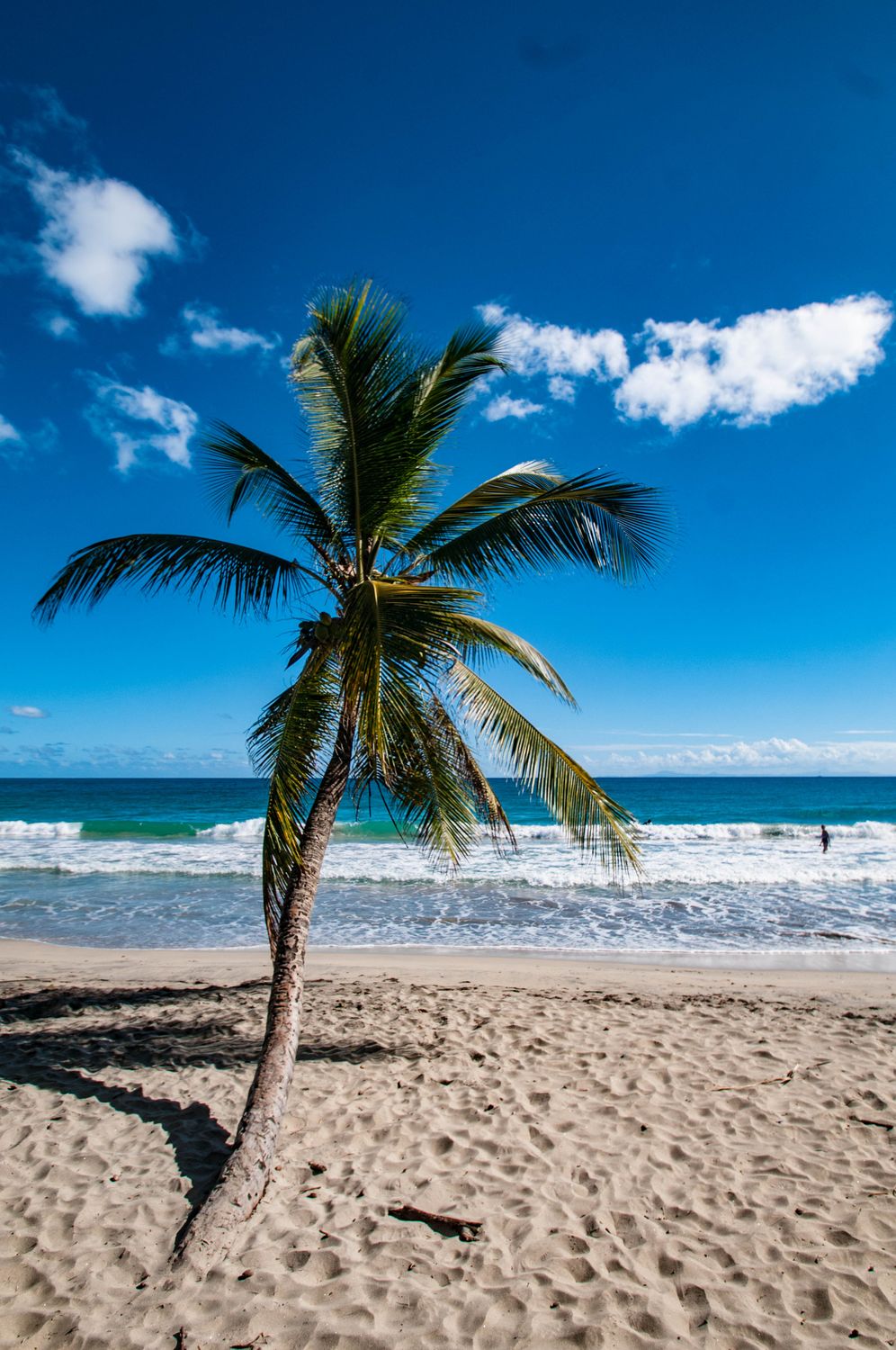 Tropical Palm Tree on Sunny Beach with Blue Sky · Free Stock Photo
