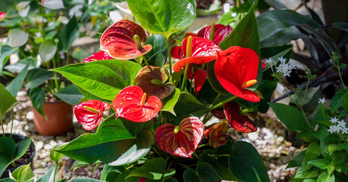 Anthurium : Guide Entretien Plante d’Intérieur