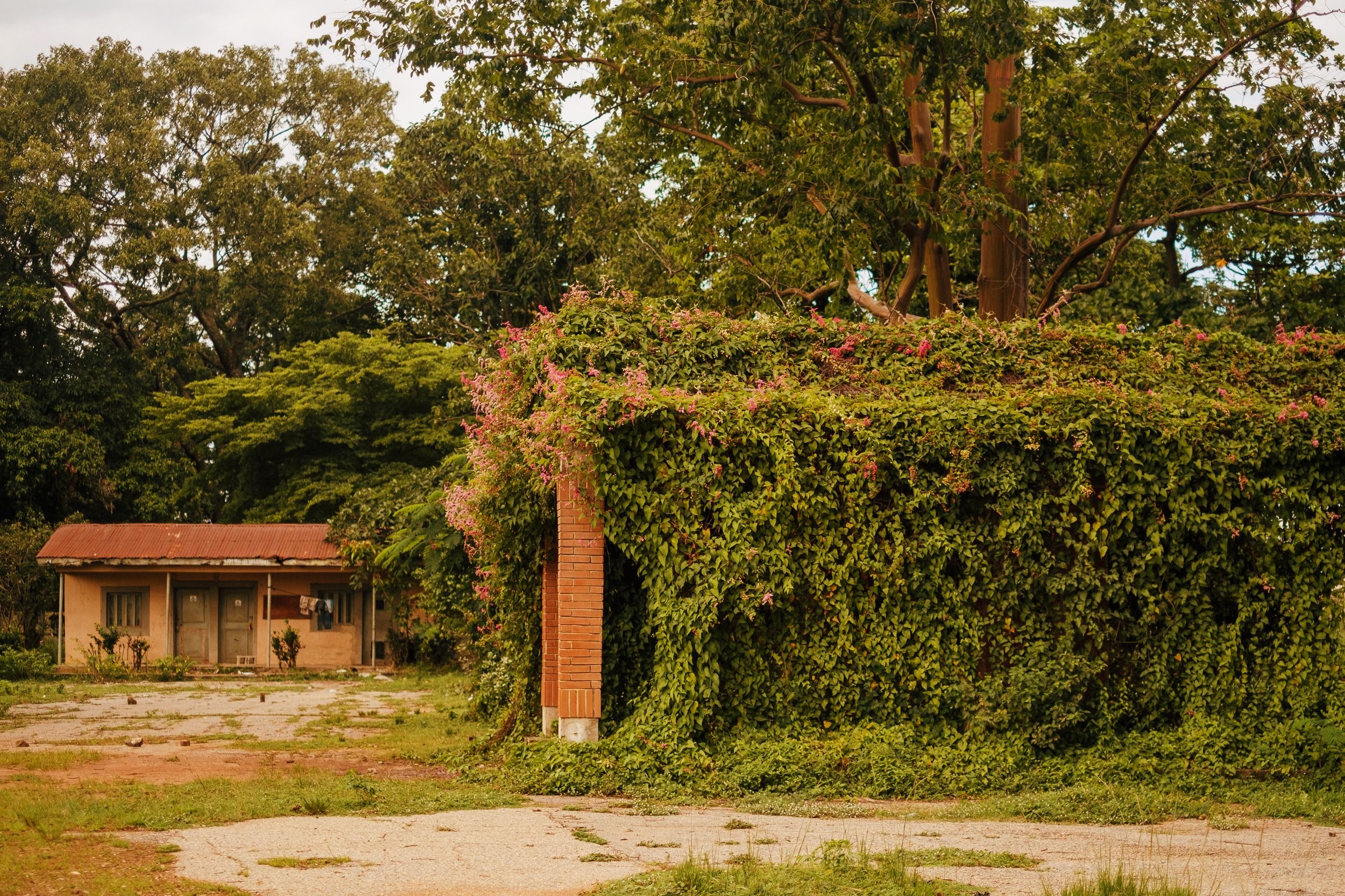 An overgrown brick building covered with lush green ivy surrounded by trees in Kaduna, Nigeria.