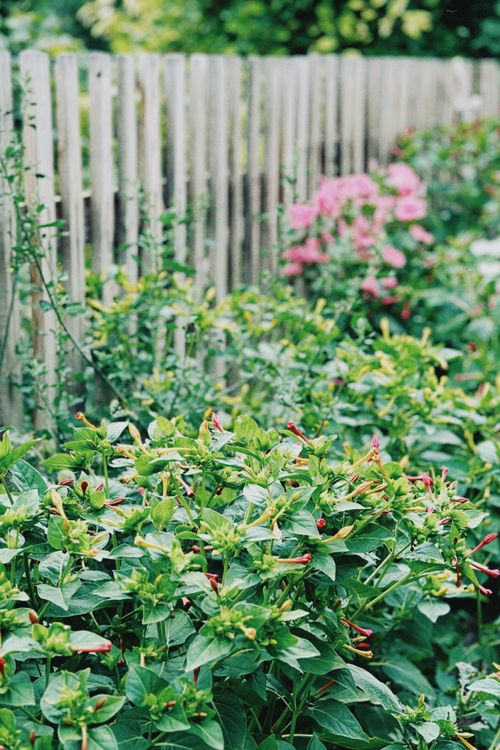 Free Vibrant garden with various flowers and greenery against a rustic fence in Tūghyl, Kazakhstan. Stock Photo