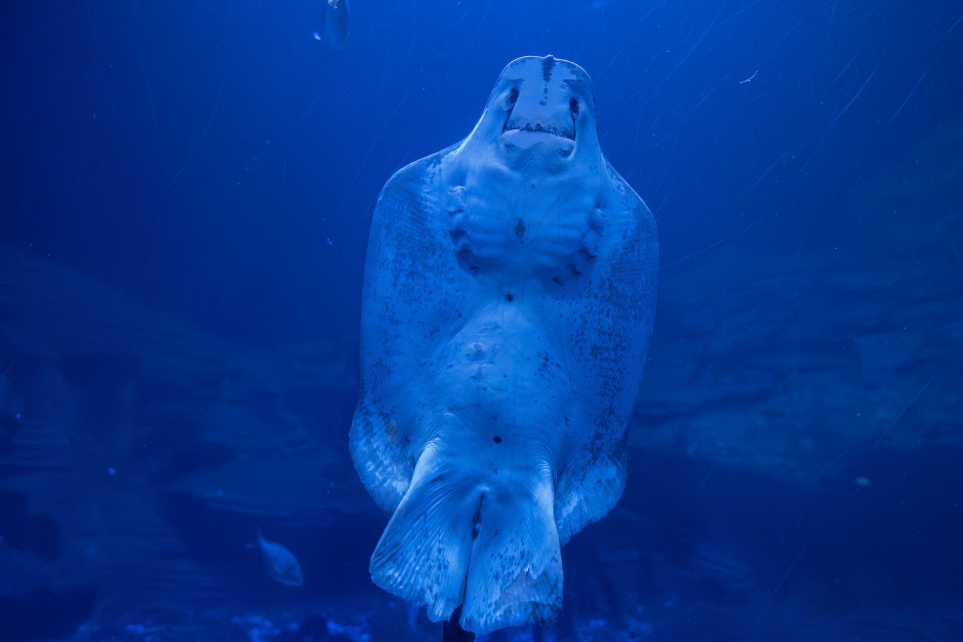A stunning close-up shot of a stingray swimming underwater in Valencia Aquarium.