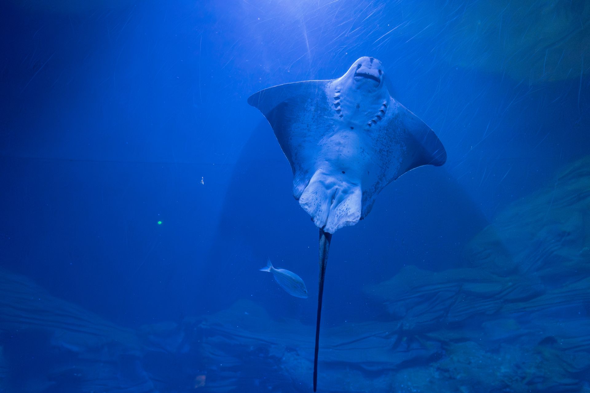 A stingray elegantly glides through the deep blue waters of an aquarium in Valencia, Spain.