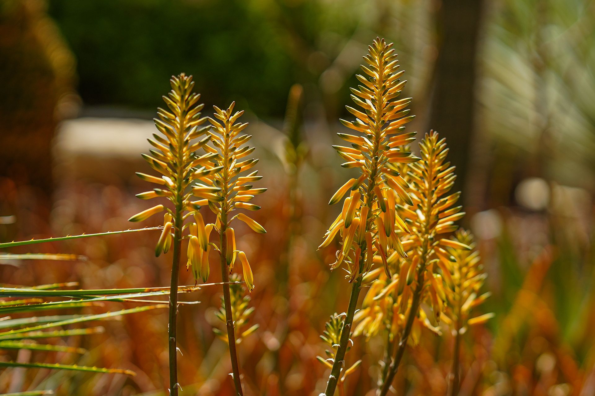 Close-up of vibrant yellow aloe vera flowers in natural garden setting, Elche.