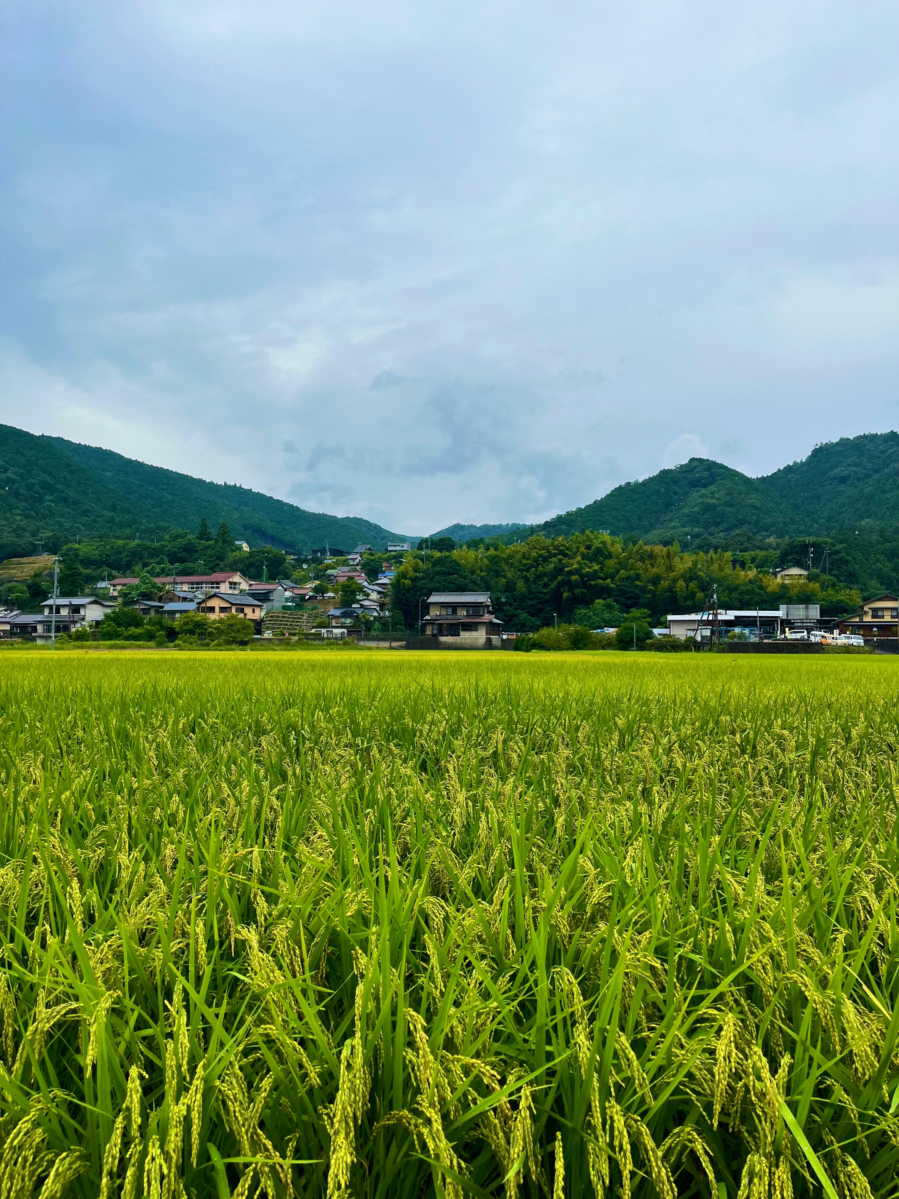 日本と同じくらいの面積を持つ国