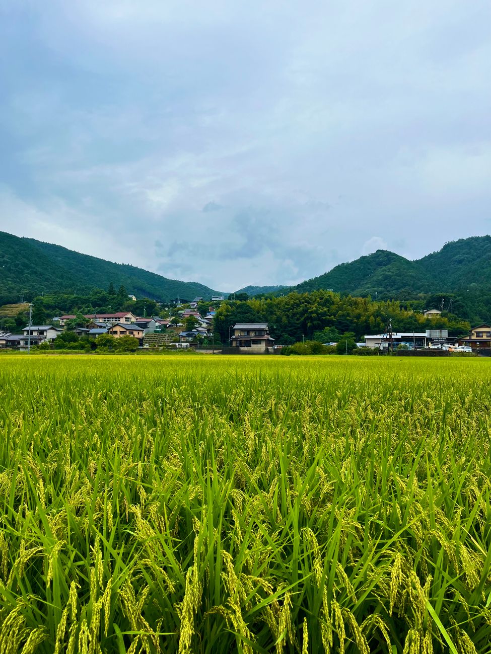 日本と同じくらいの面積を持つ国