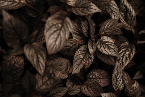 Free Selective Focus Photo of Leaves Stock Photo