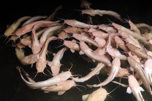 Fish, catfish, farm raised, raw