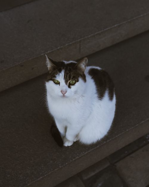 Free A cute domestic cat sitting on concrete steps in an urban setting in Azerbaijan. Stock Photo