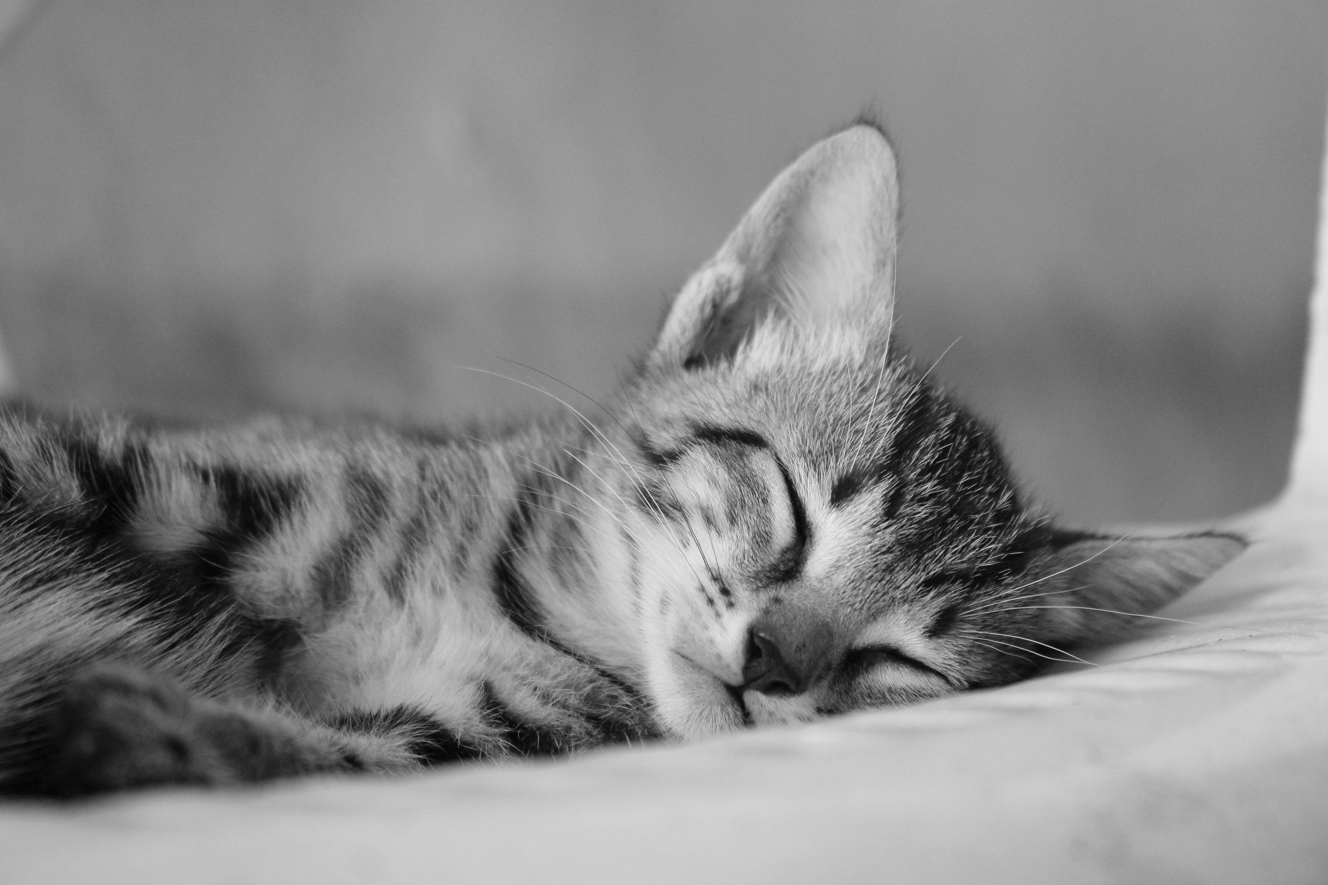 Why undisturbed sleep is important to brain injury recovery — Photo by Ishara Kasthuriarachchi on Pexels