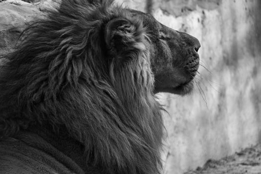 Captivating black and white portrait of a lion showcasing majestic features in Islamabad.