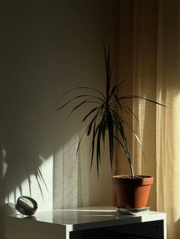 Sunlit dracaena plant casting shadows on wall, creating a minimalist indoor scene.