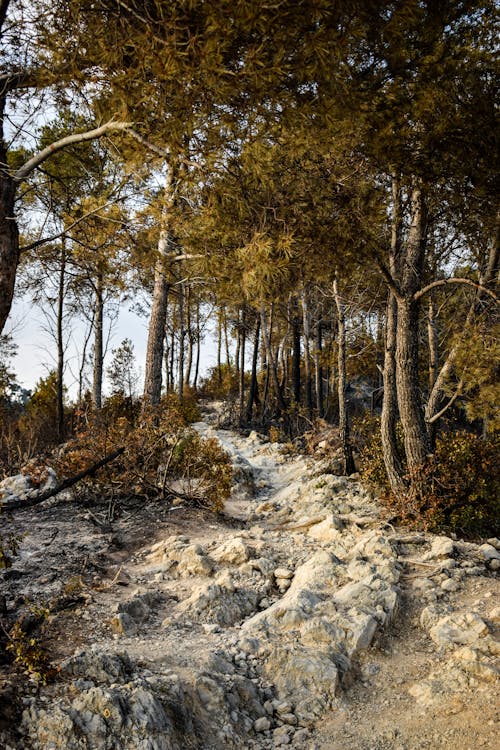 Foto Del Percorso Non Asfaltato Tra Gli Alberi