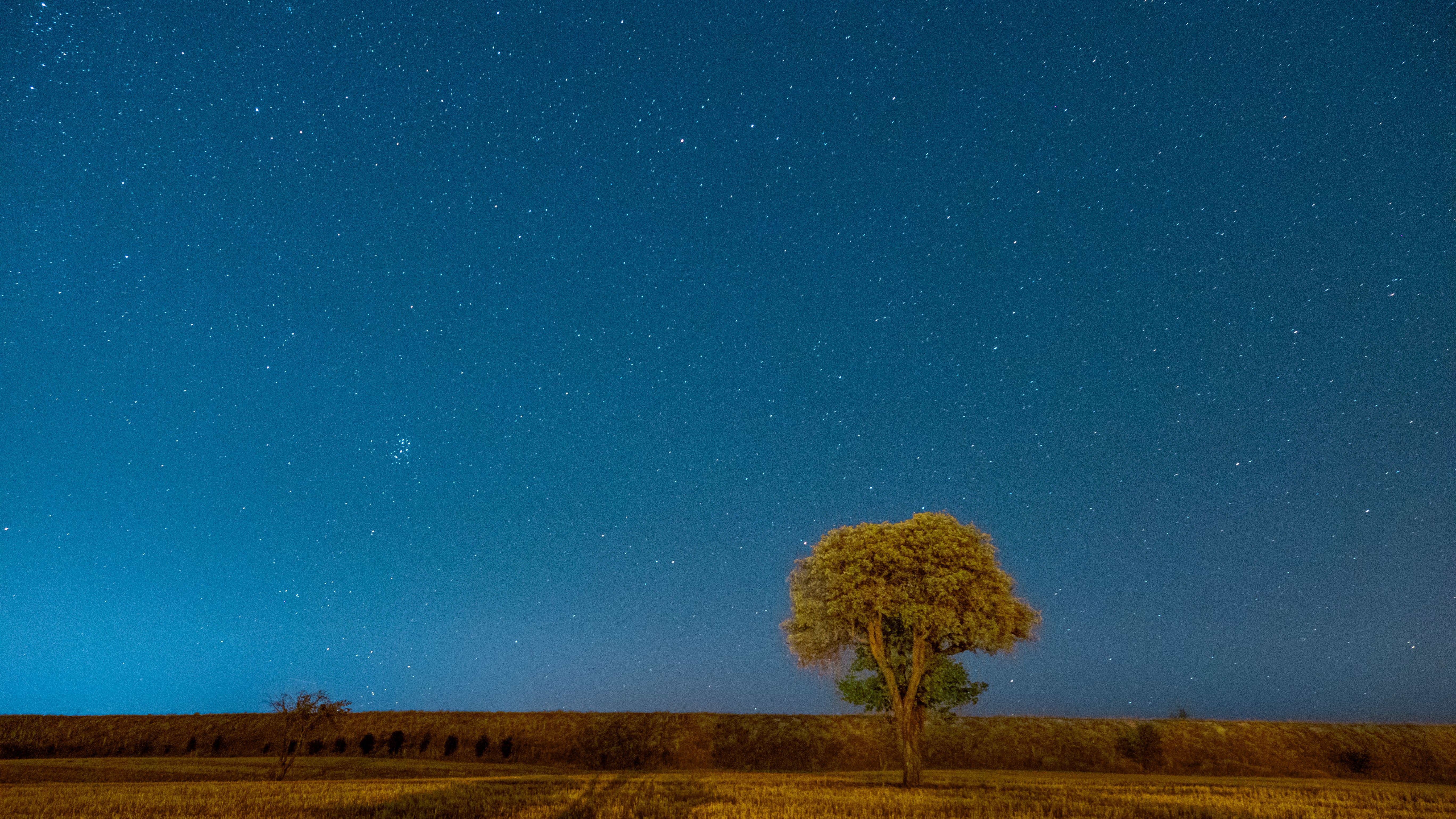 Lonely Tree Under Starry Night Sky · Free Stock Photo