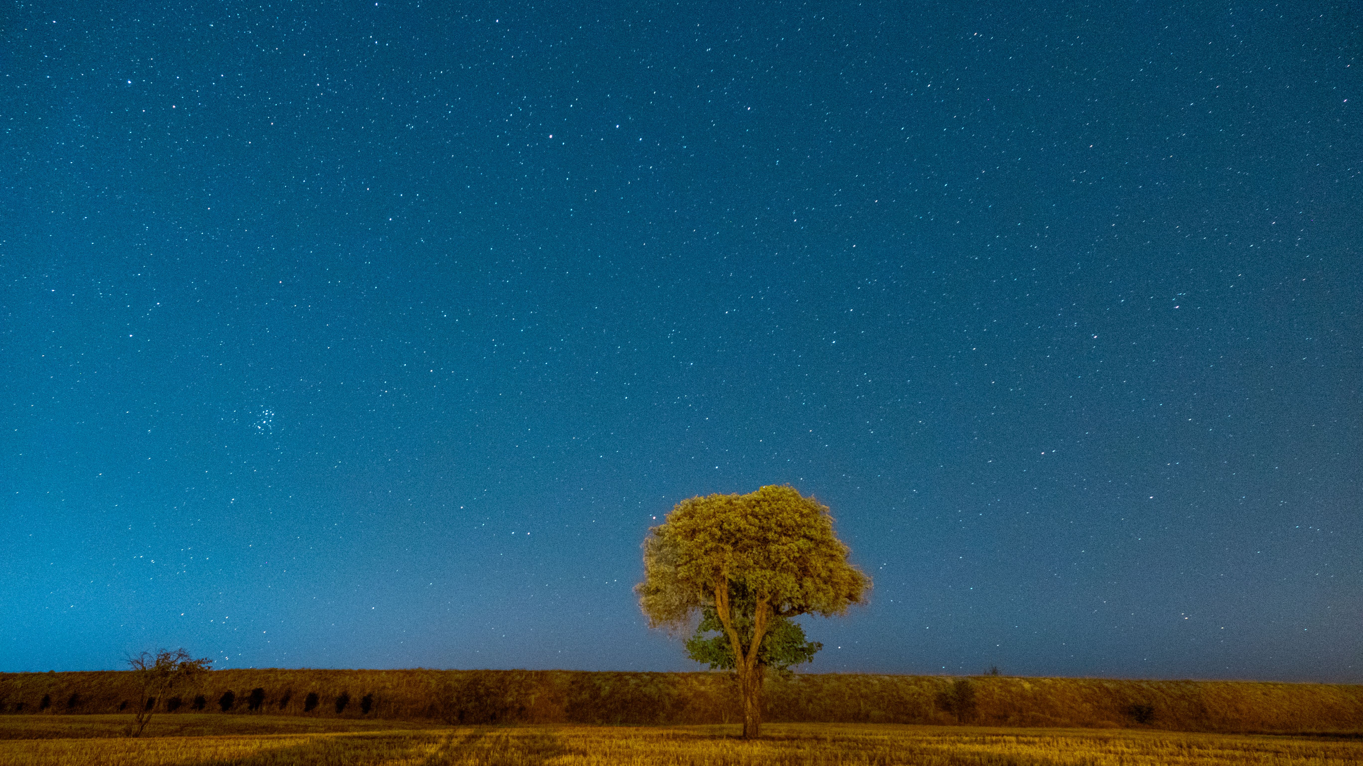 Starry Night Sky Over Lone Tree in Field · Free Stock Photo