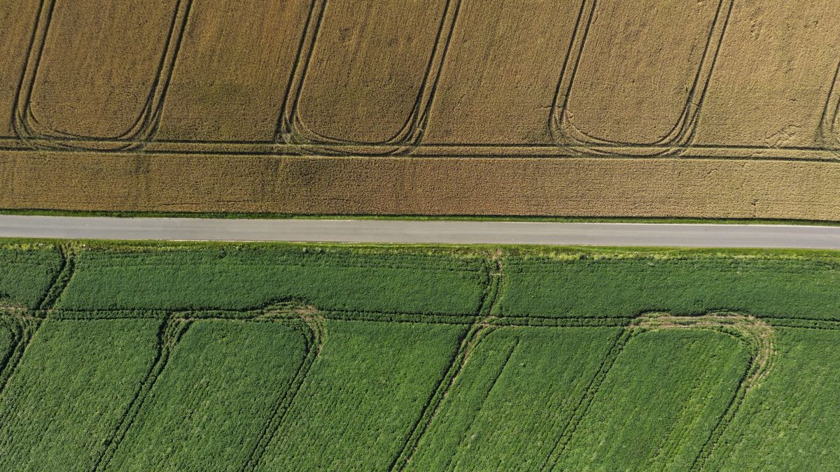 Gen-Editierung in der Landwirtschaft: Zwischen Hoffnung und ethischen Dilemmata