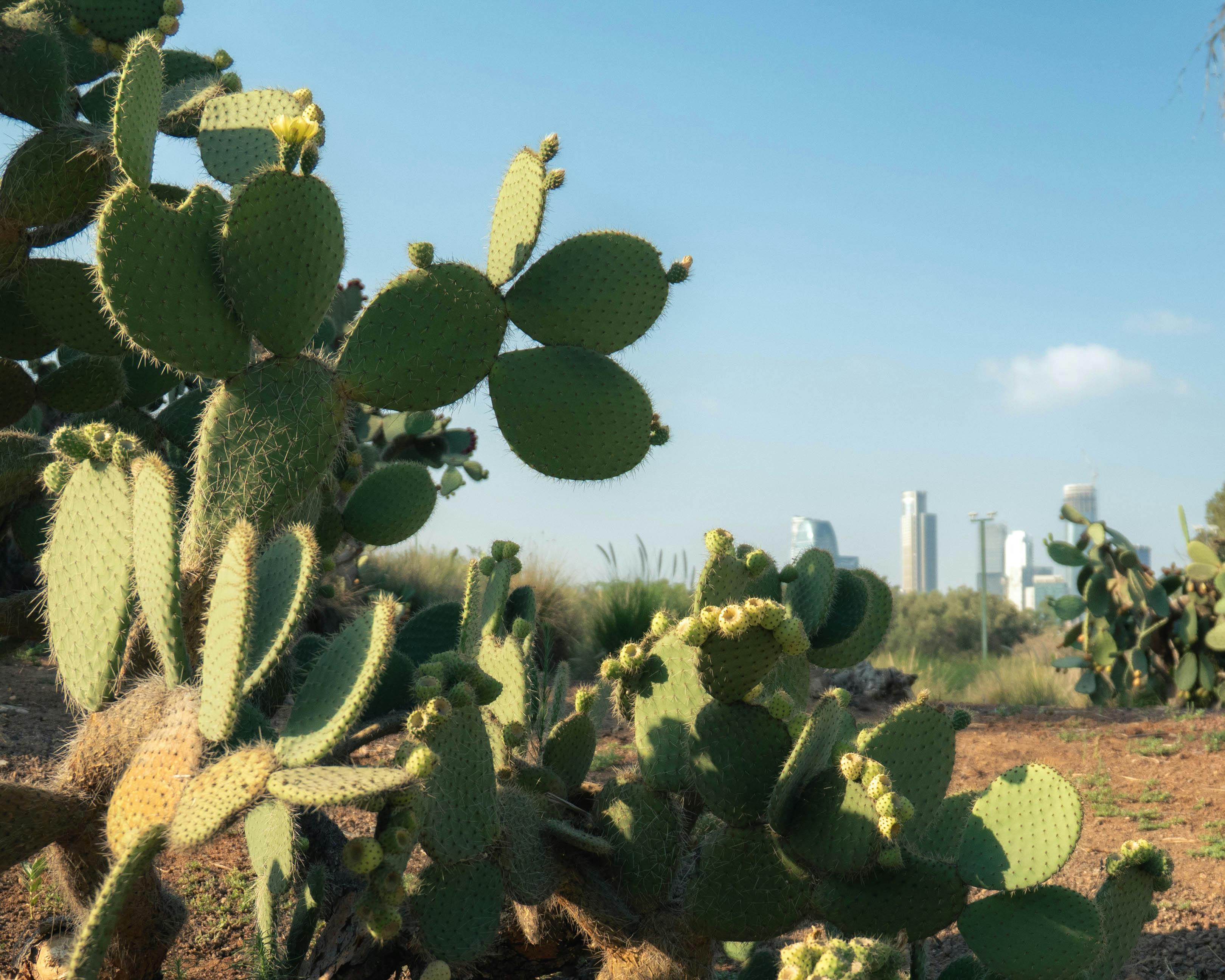 Prickly pear cactus in foreground with Tel Aviv skyline in the background under a clear blue sky.