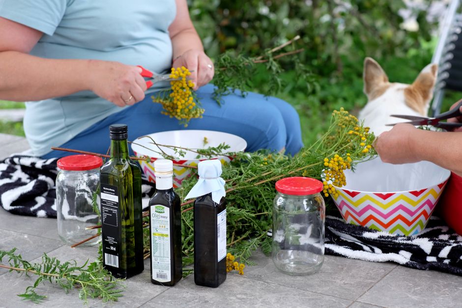 Пижма: властивості, застосування та вирощування у домашніх умовах — growing tansy herb home garden naturala remedy