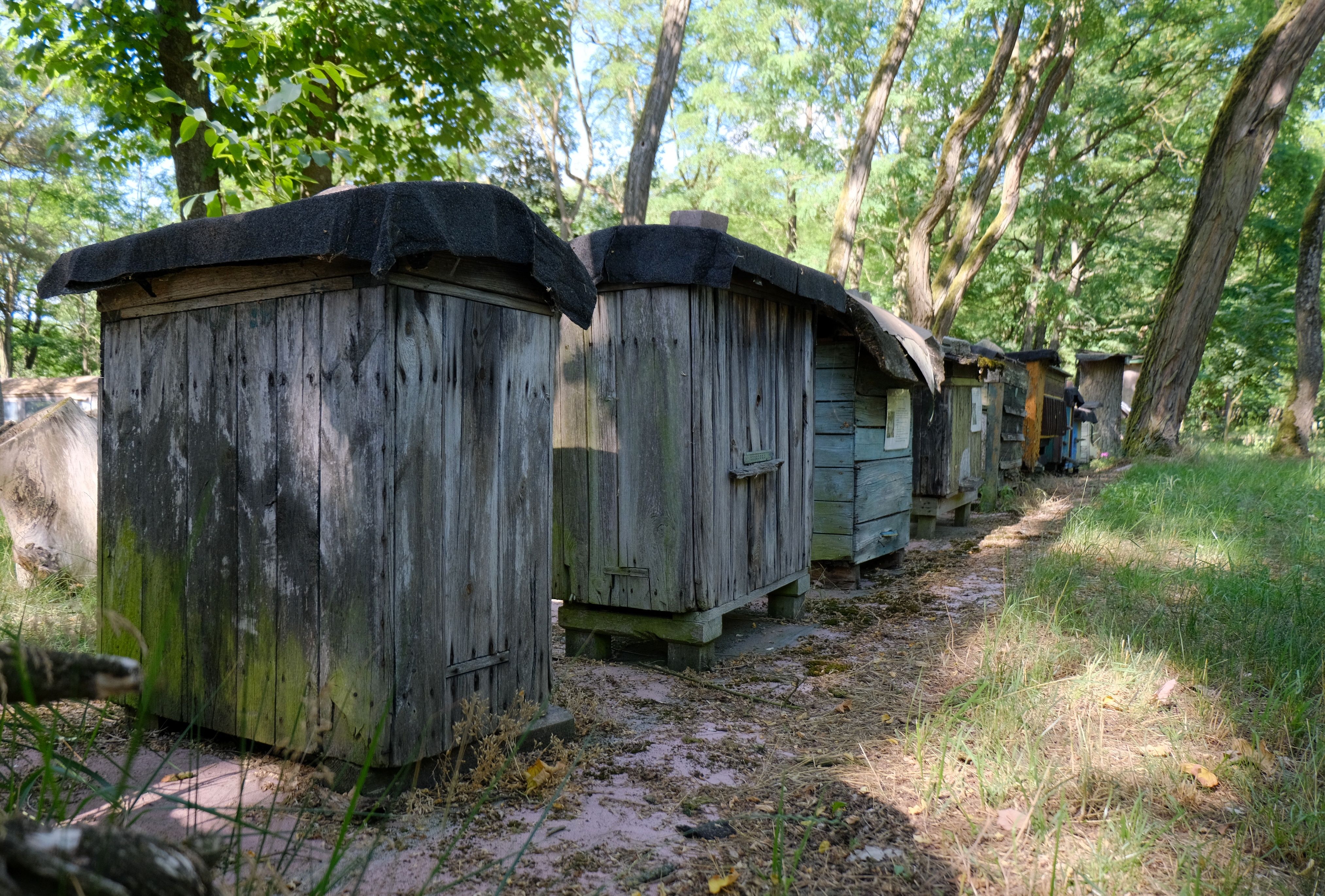 Beekeeping as a hobby – why it’s a great choice for young men struggling with mental health or loneliness — Photo by Roman Bi