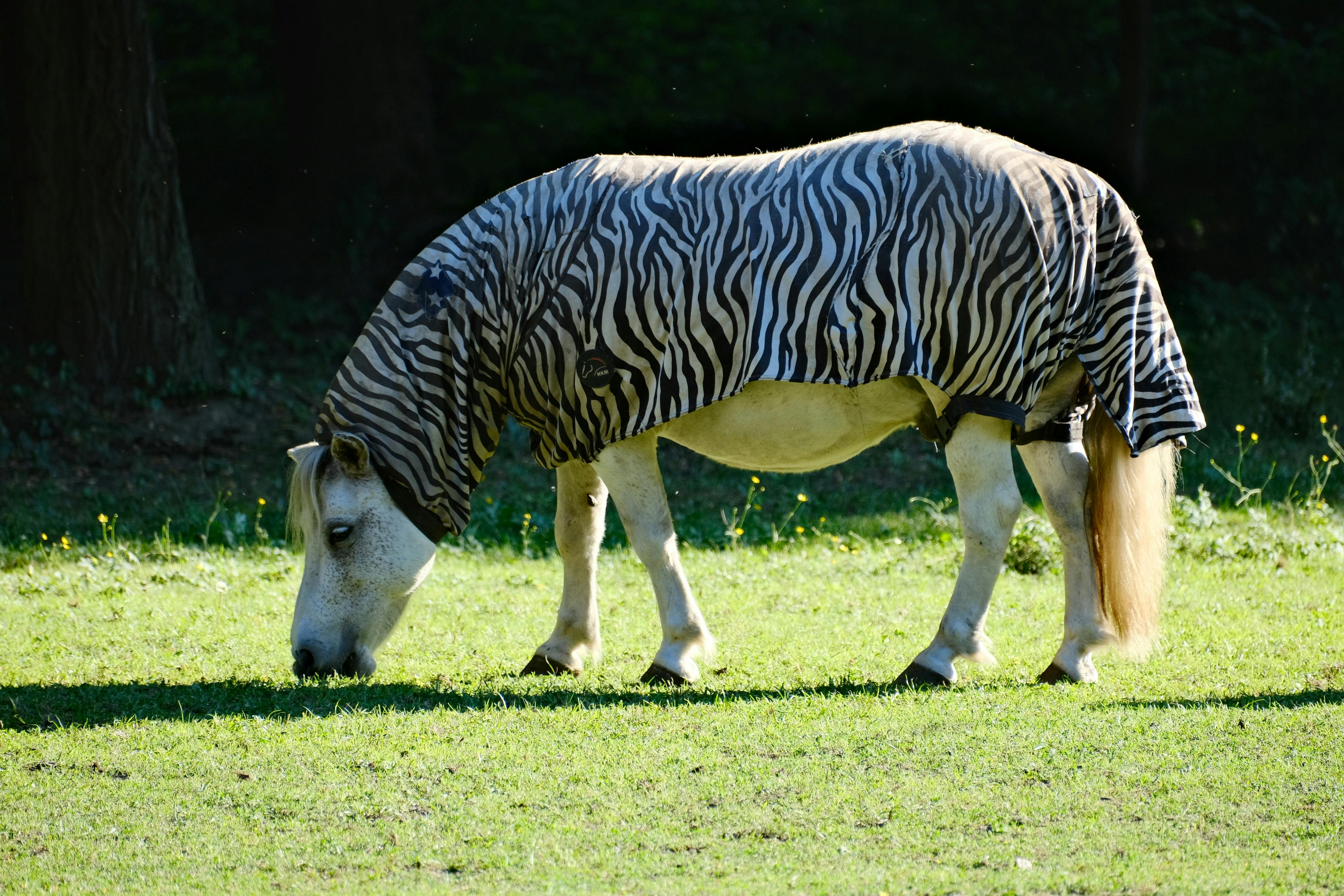 A unique scene of a horse grazing in a field wearing a zebra stripe blanket, blending nature and creativity.