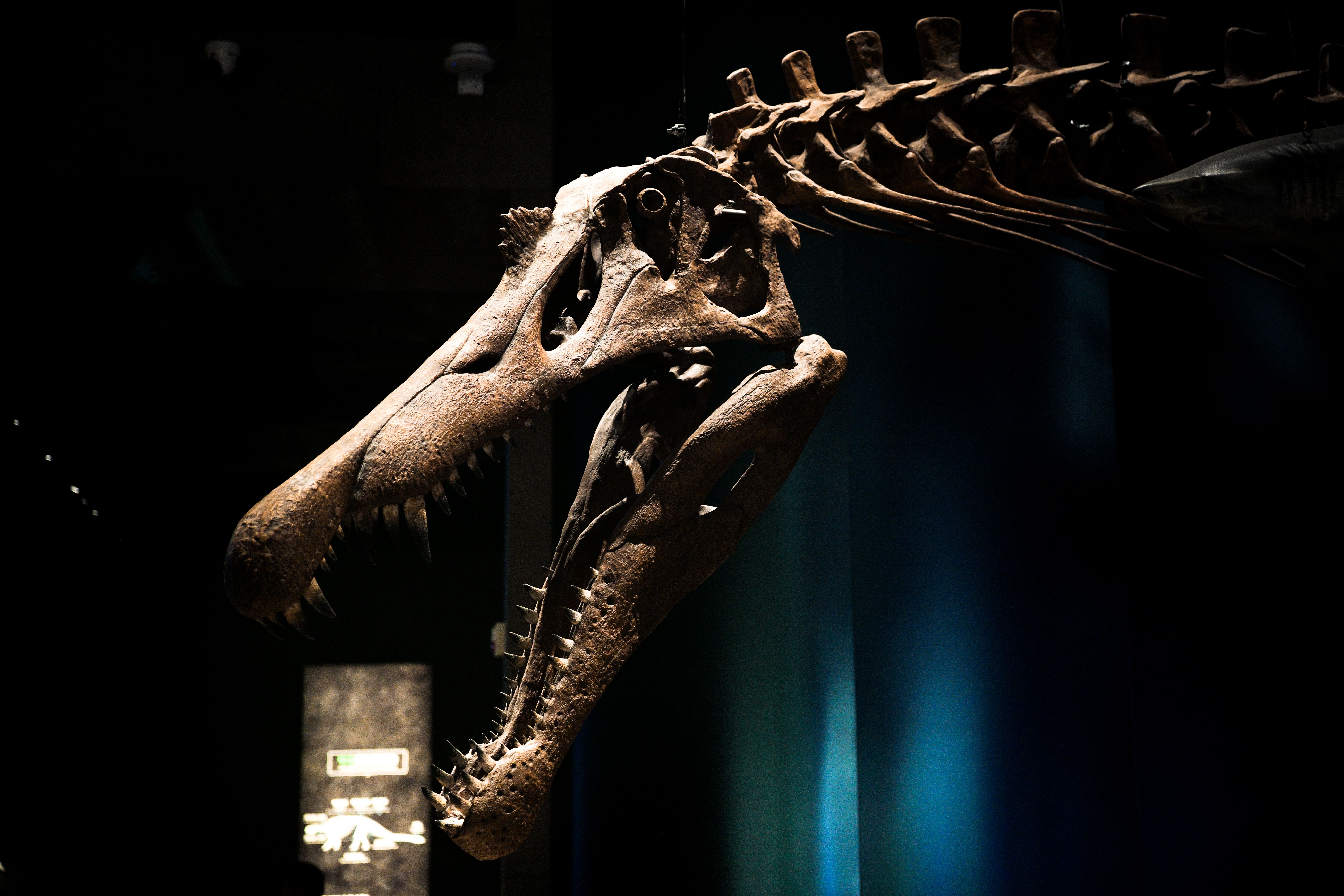 Lebka tyranosaura rexe vystavená v muzeu