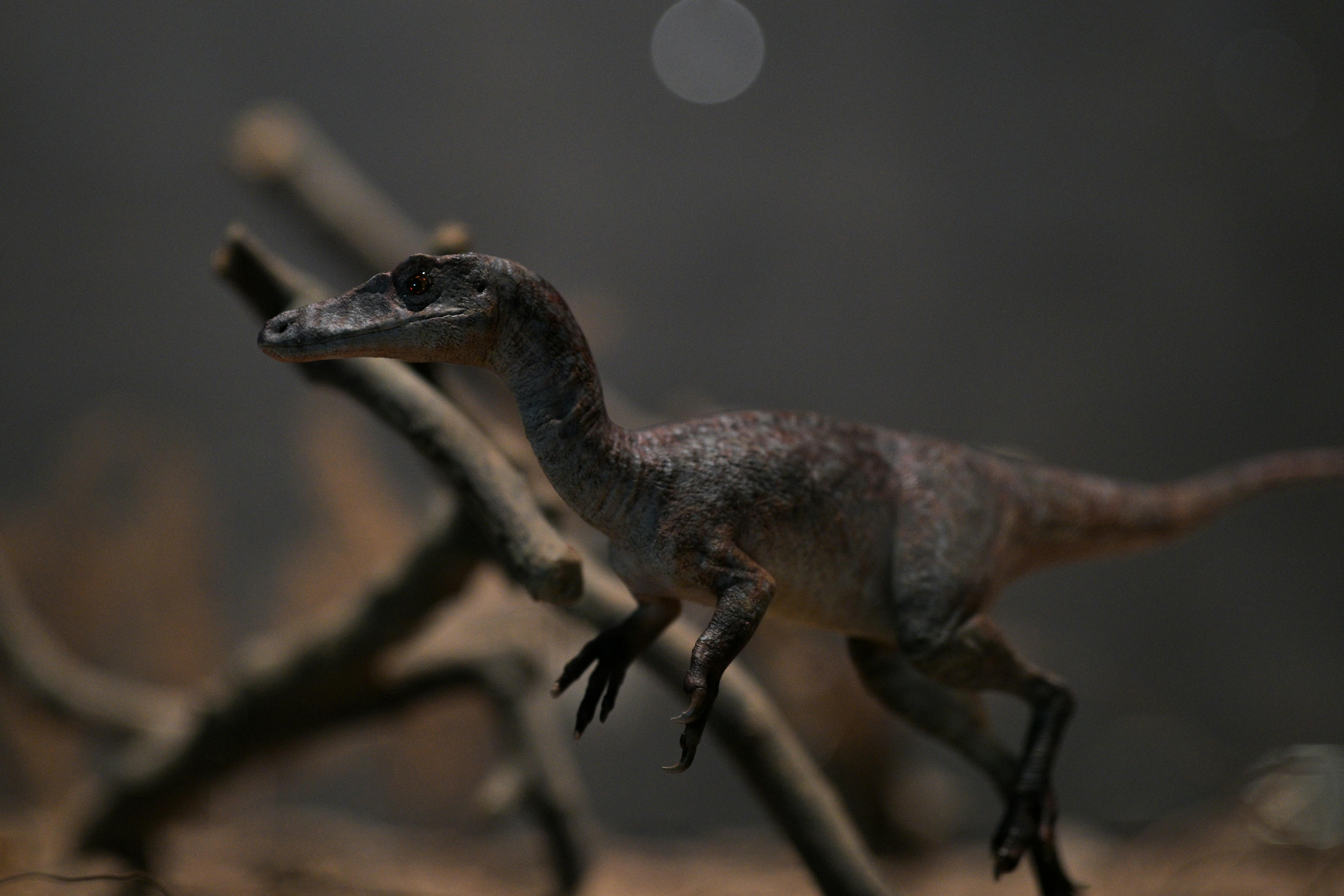 Gratuit Un model realist de dinozaur expus pe un fundal natural neclar, demonstrând măiestria detaliată și textura. Fotografie de stoc