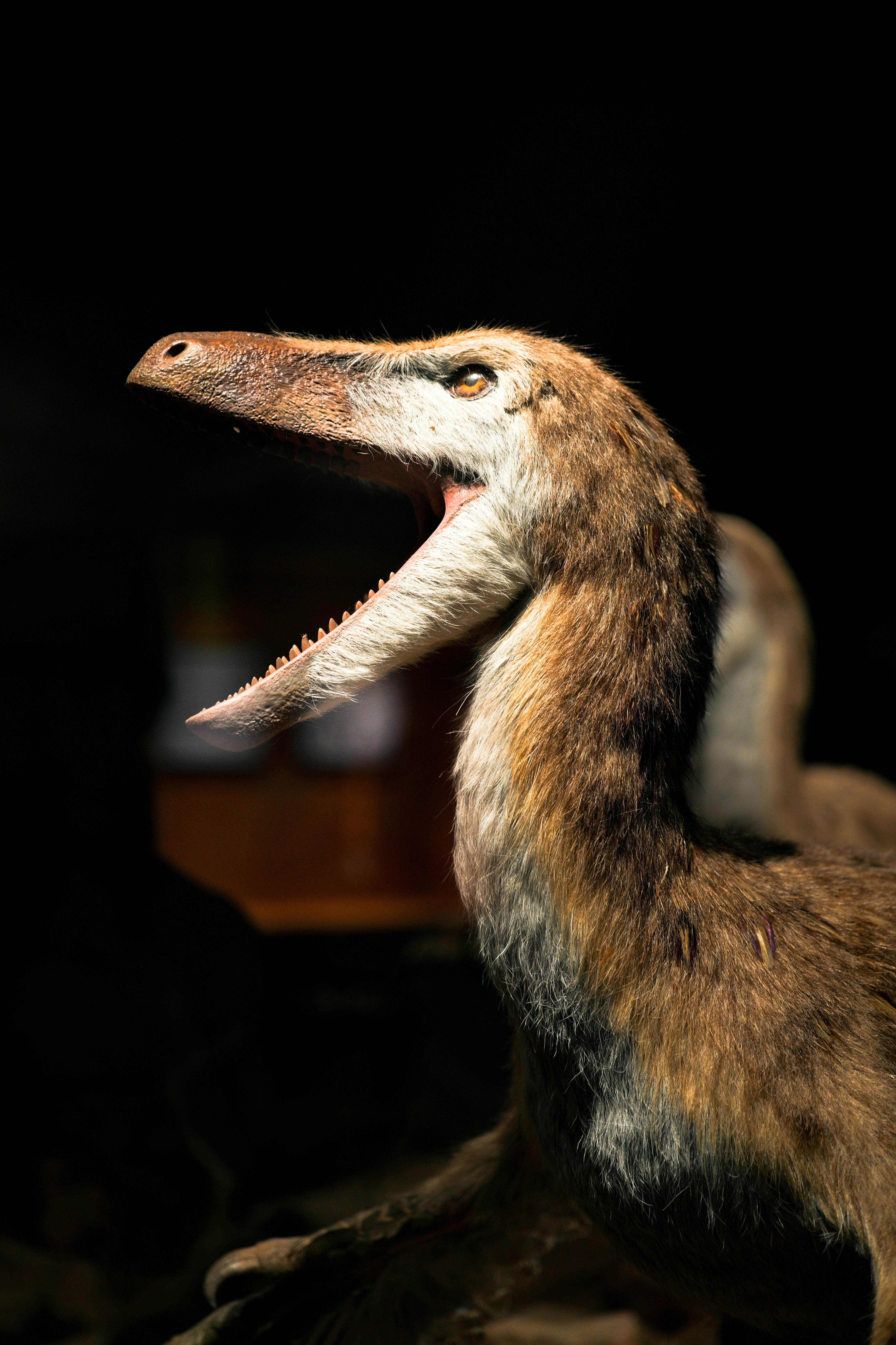 grátis Close de uma réplica de dinossauro em um museu, exibindo texturas detalhadas sob iluminação dramática. Foto profissional