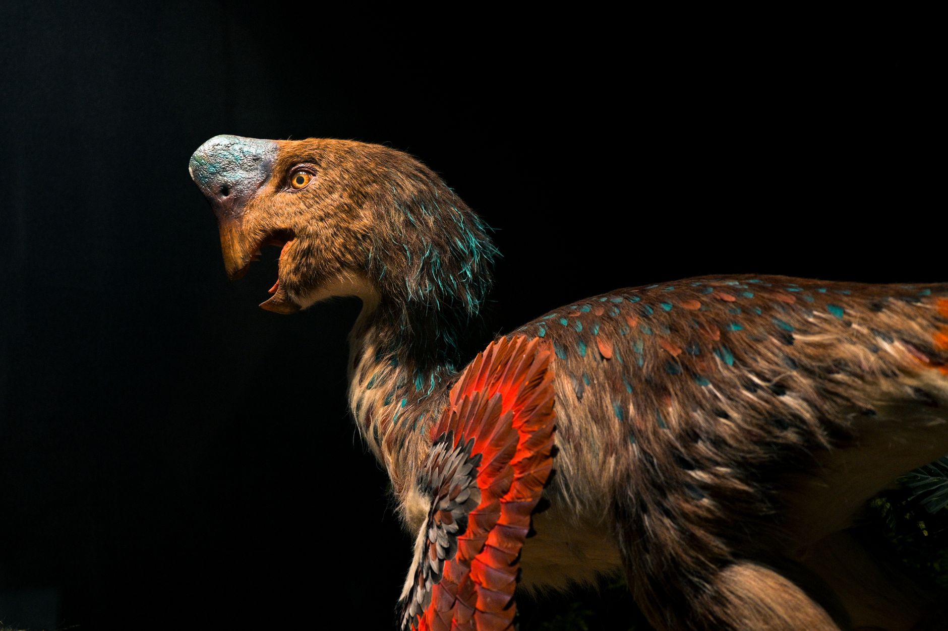 Vivid feathered dinosaur model against a dark backdrop, showcasing texture and colors. — free online jigsaw puzzle on JigsawPuzzlesFreeOnline.org