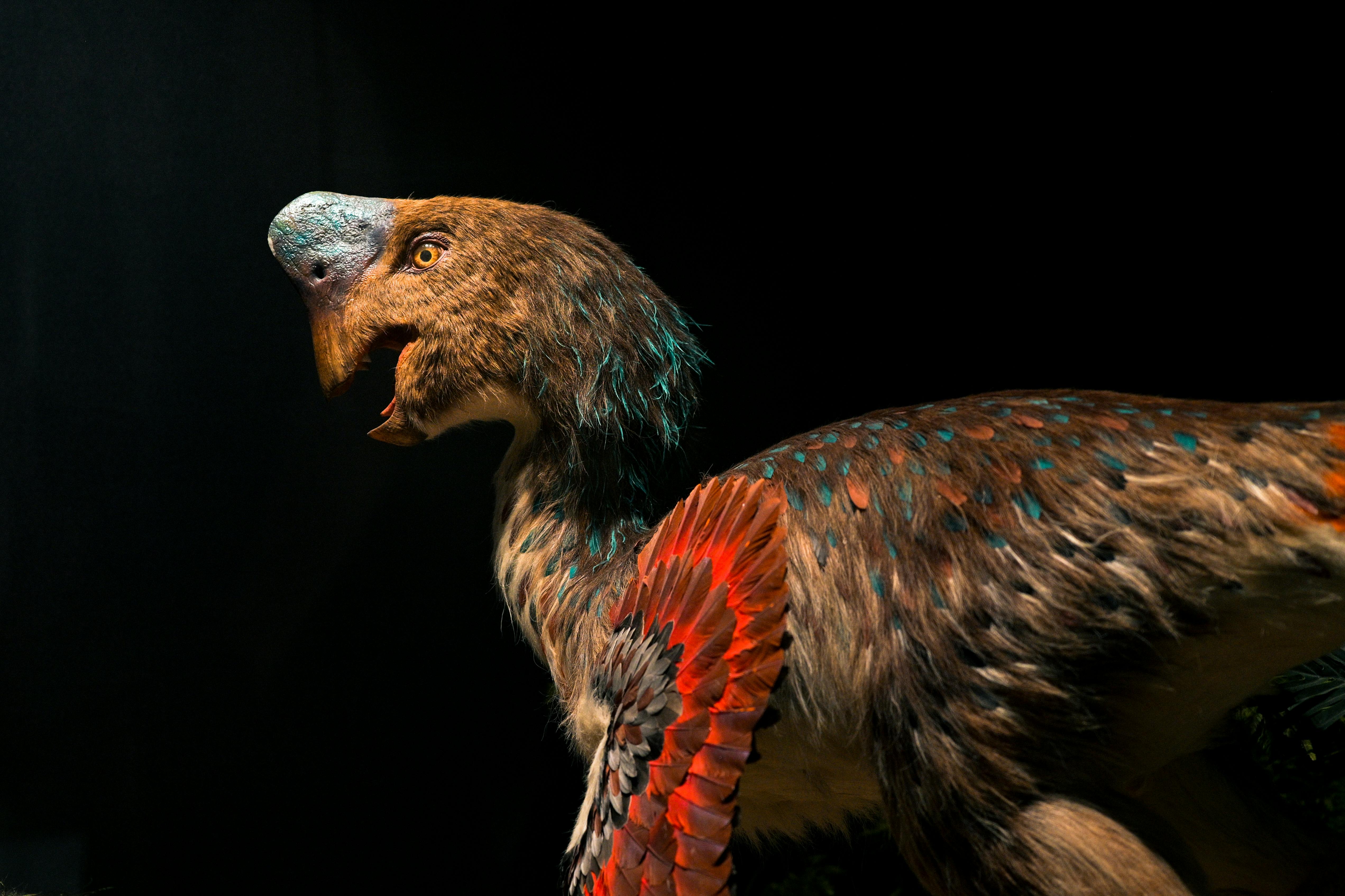 Gratuit Modèle de dinosaure aux plumes éclatantes sur fond sombre, mettant en valeur la texture et les couleurs. Photos