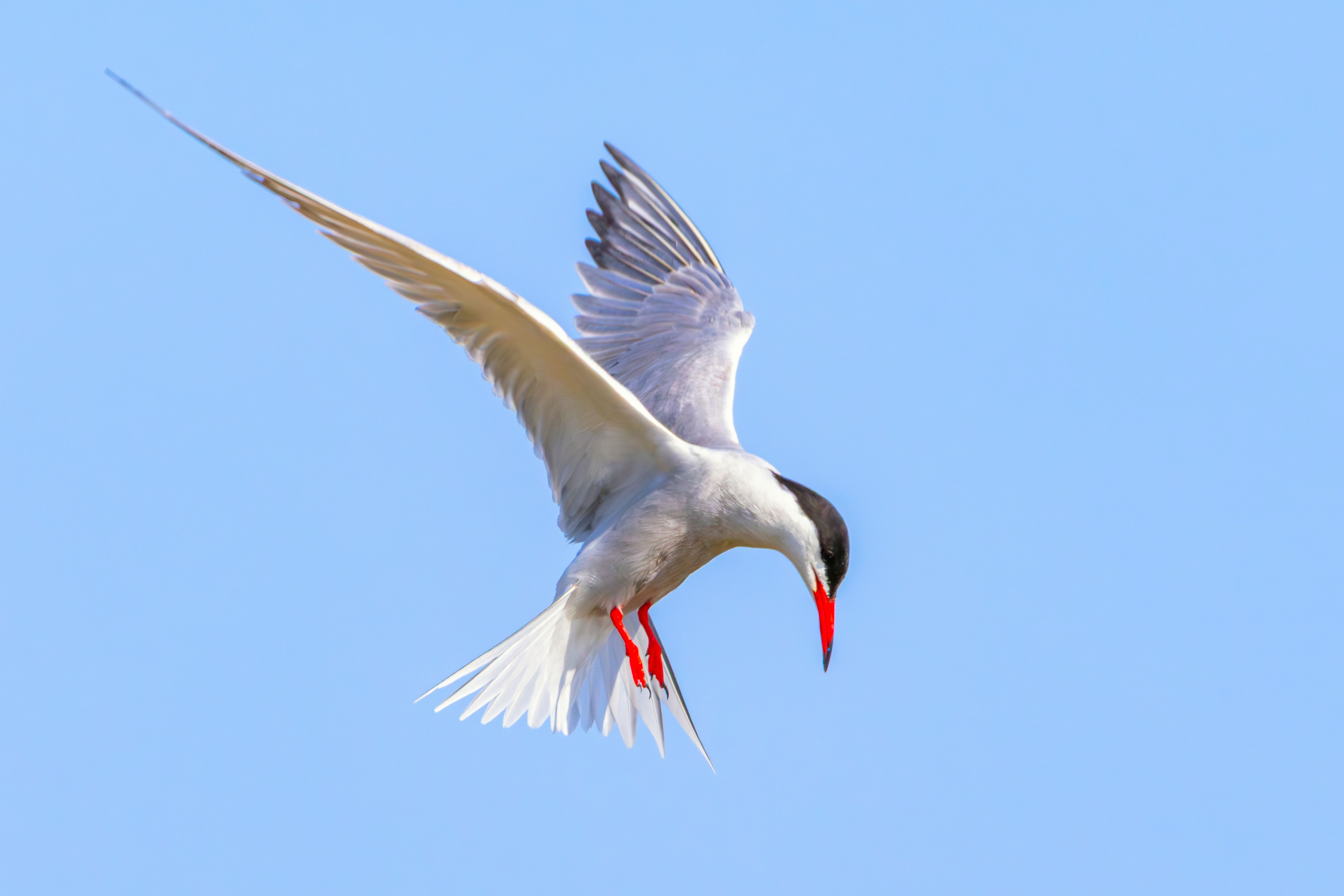 These birds fly thousands of kilometres to the Arctic — but many rarely return to the same breeding... news update image