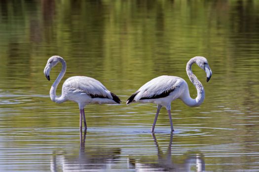 flamingo photo