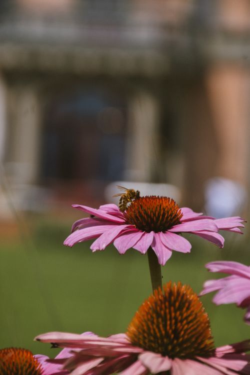 Free A bee rests on a vibrant Echinacea flower. Nature in a Swiss summer garden. Stock Photo