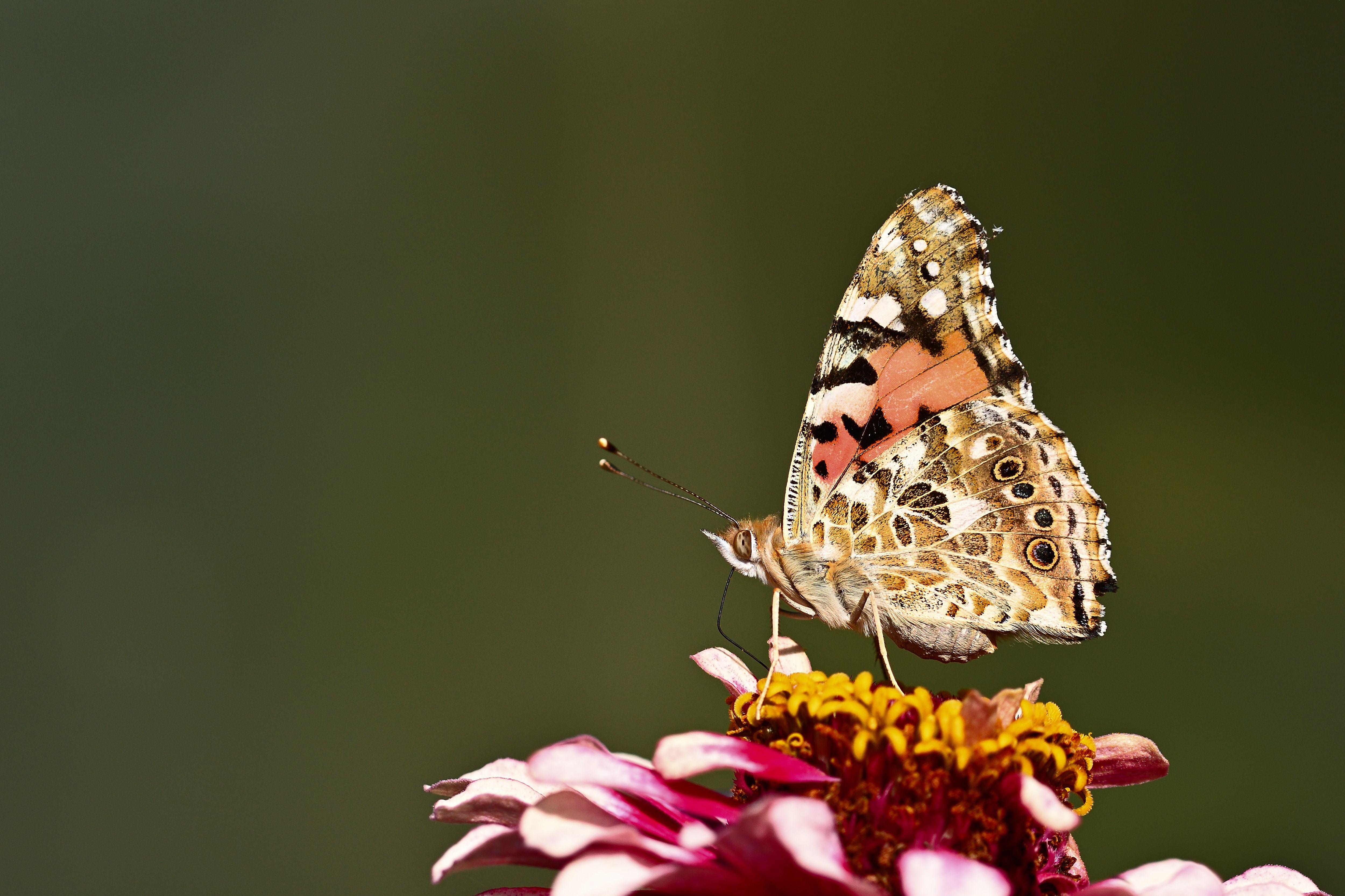 Close-up of a Painted Lady butterfly perched on a vibrant zinnia flower, showcasing intricate wing patterns.