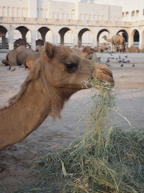 Free Camel feeding on hay in an architectural courtyard in Doha, Qatar. Stock Photo