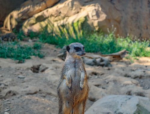 Free A curious meerkat stands alert in its natural habitat, surrounded by rocks and greenery. Perfect wildlife capture. Stock Photo