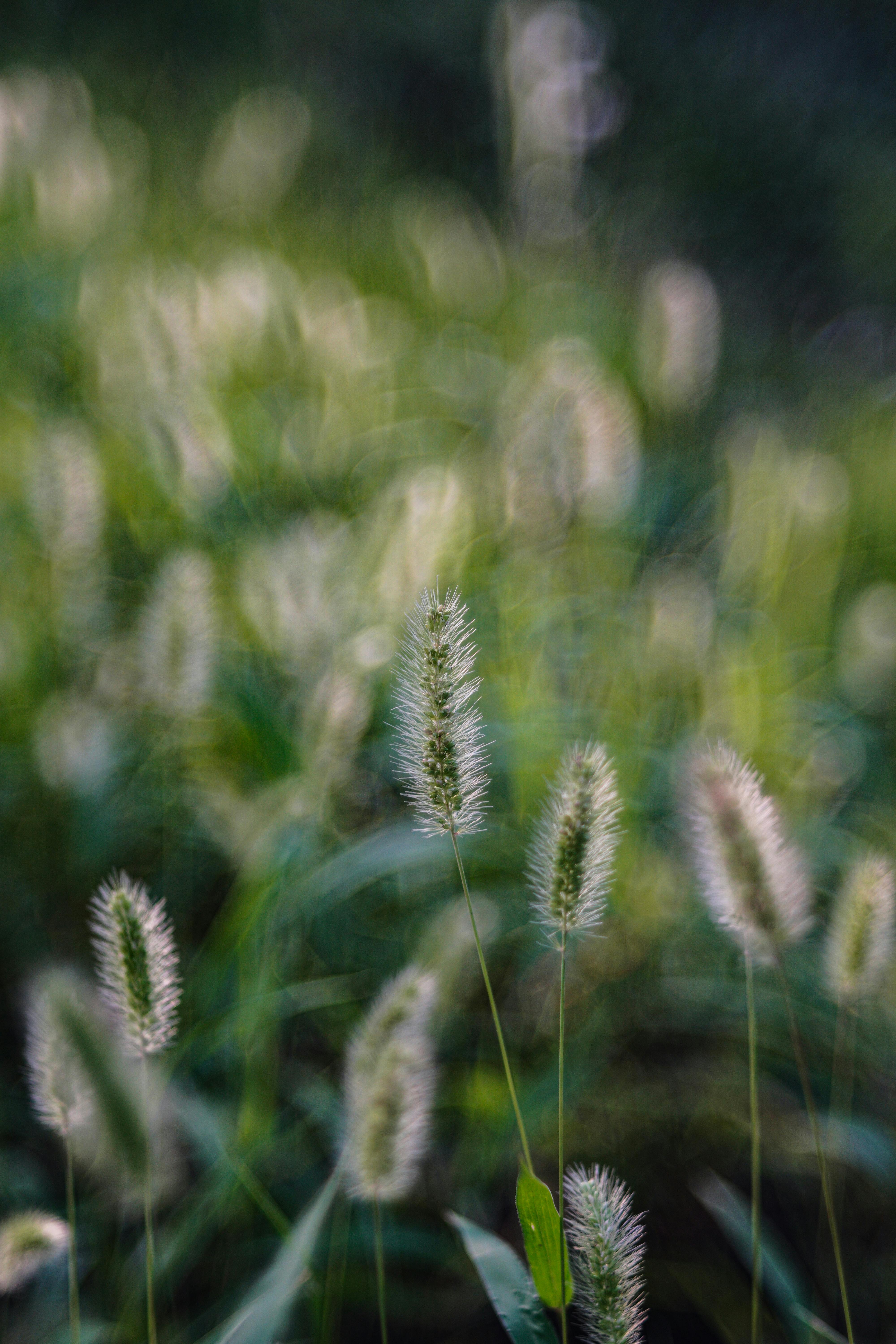 Detailed view of fuzzy grass with a blurred green background, capturing the essence of natural flora.